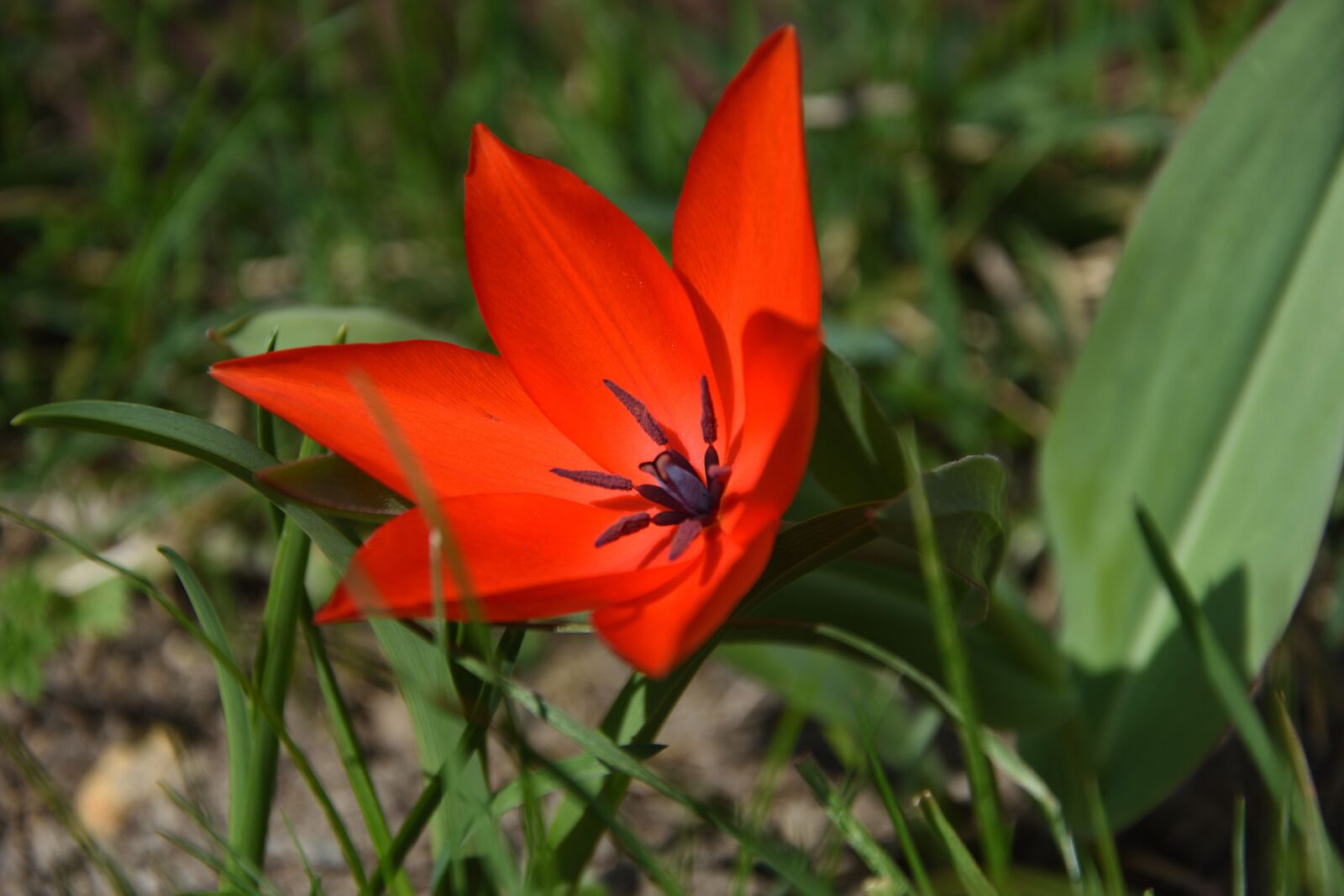 Nikon D3400 sample photo. Tulip, spring, red photography
