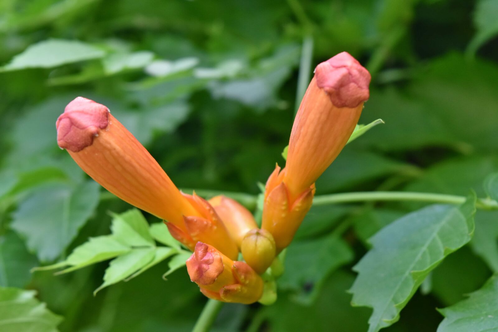 Nikon D5500 sample photo. Endemic, flower garden, nature photography