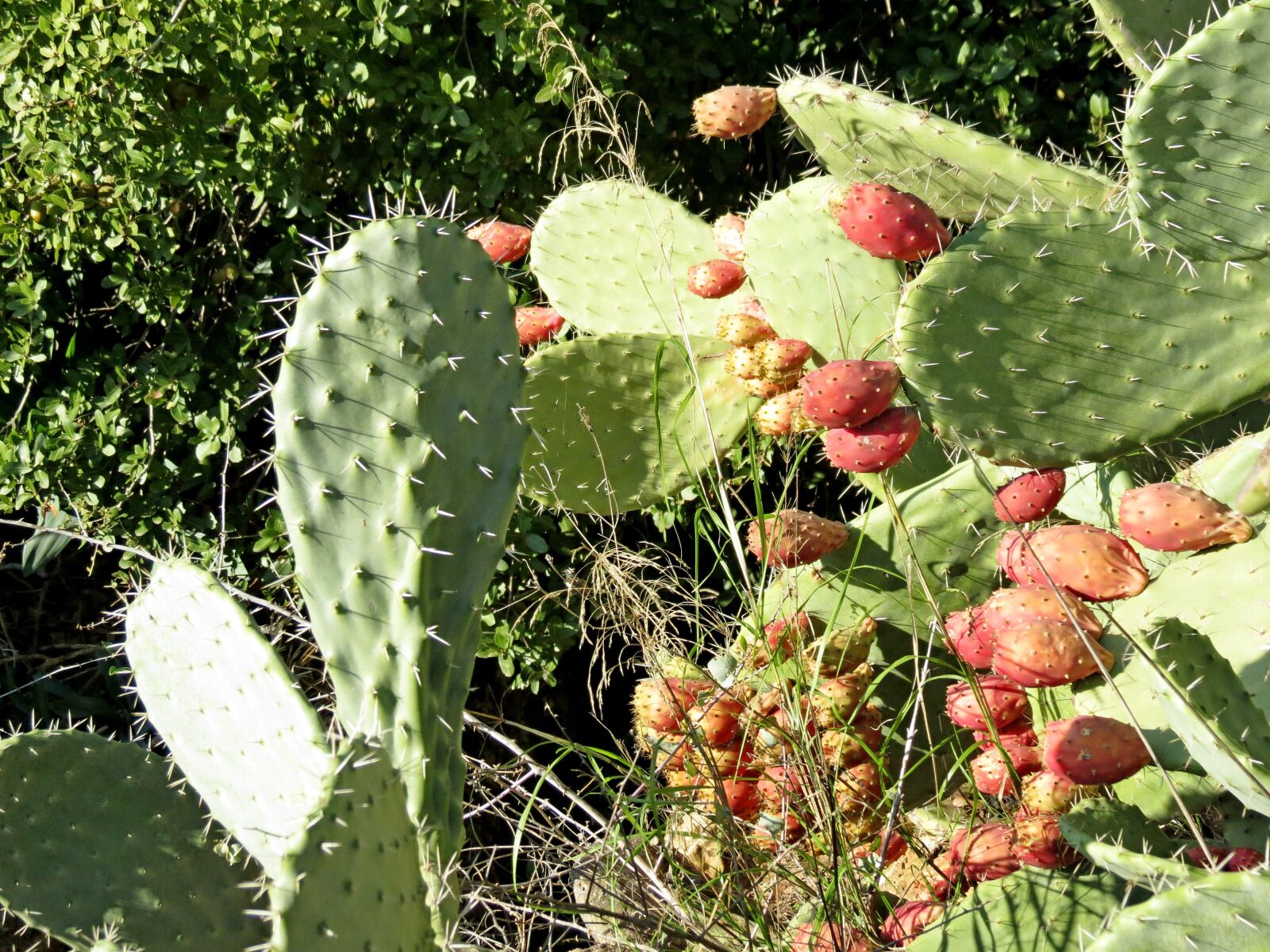 Canon PowerShot SX40 HS sample photo. Cactus, summer, fruit photography