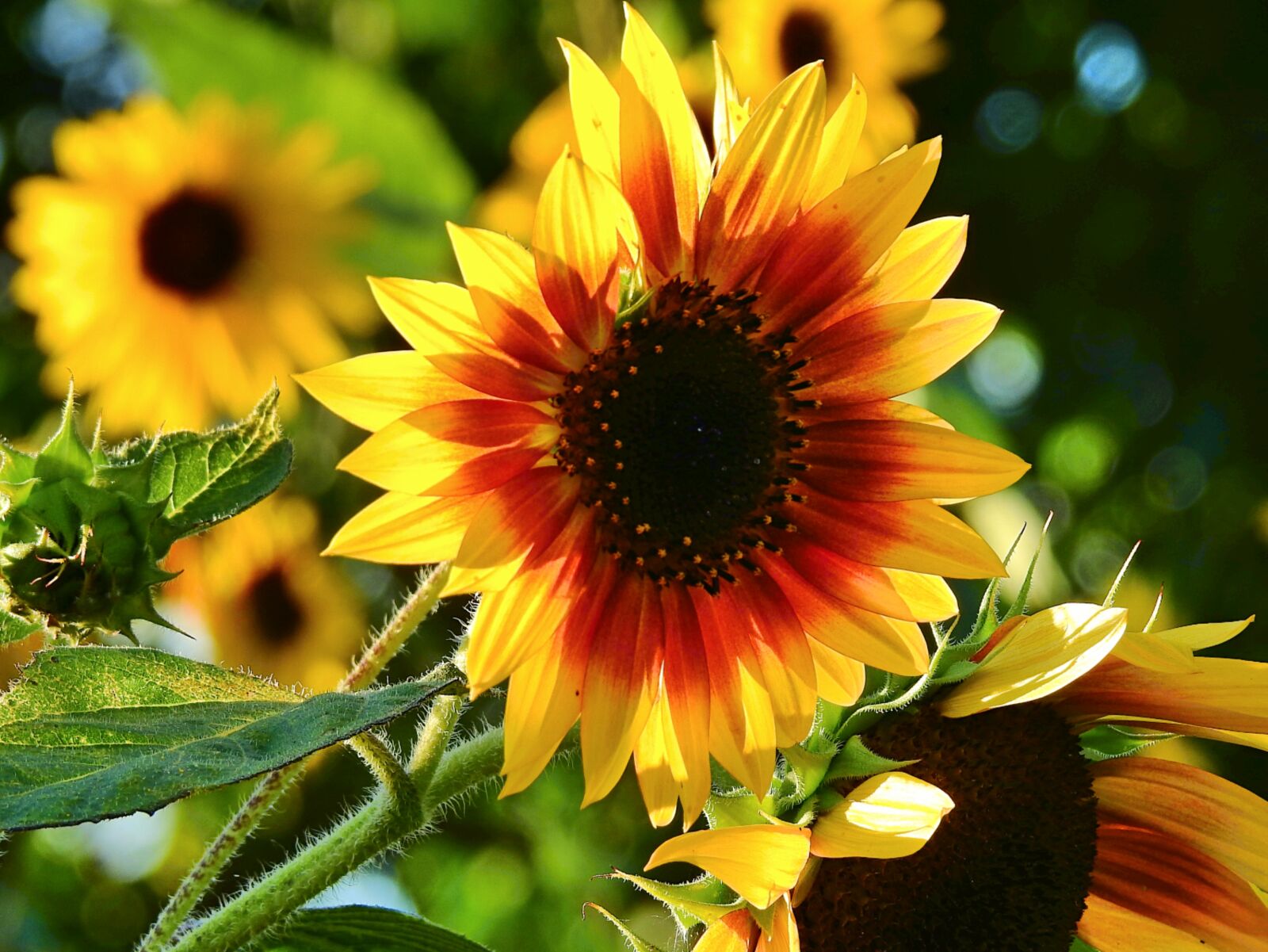 Nikon Coolpix P900 sample photo. Sunflowers, flowers, summer photography