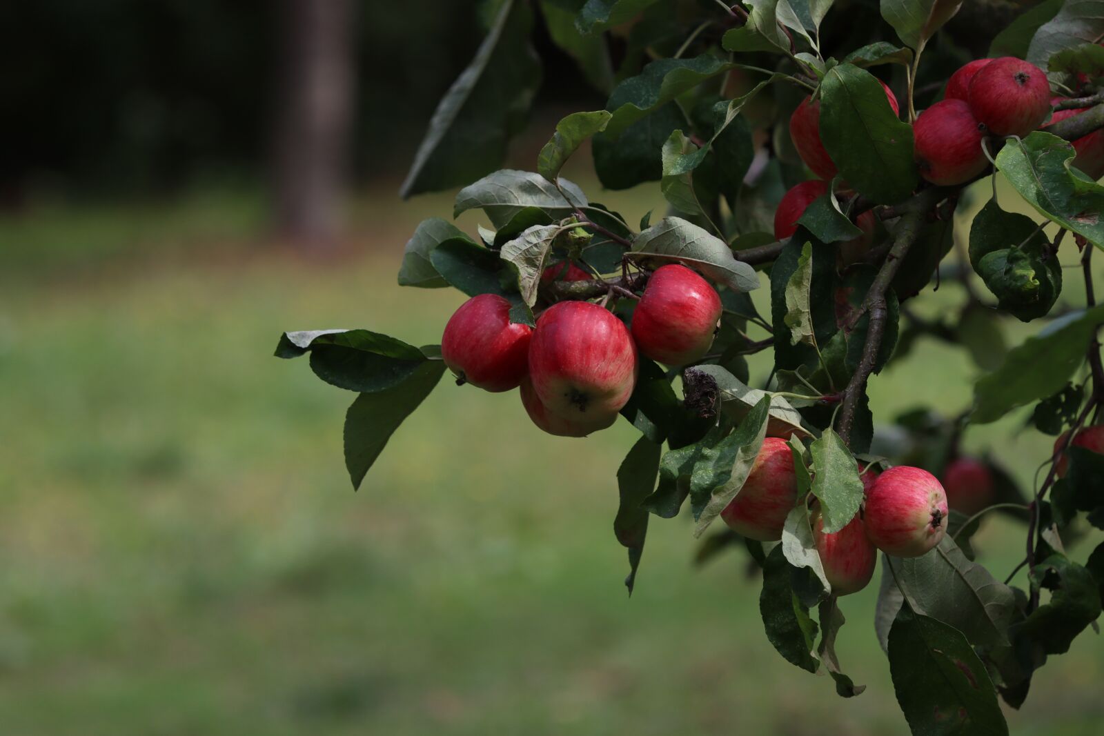 Canon EF 180mm F3.5L Macro USM sample photo. Apples, fruits, apple tree photography