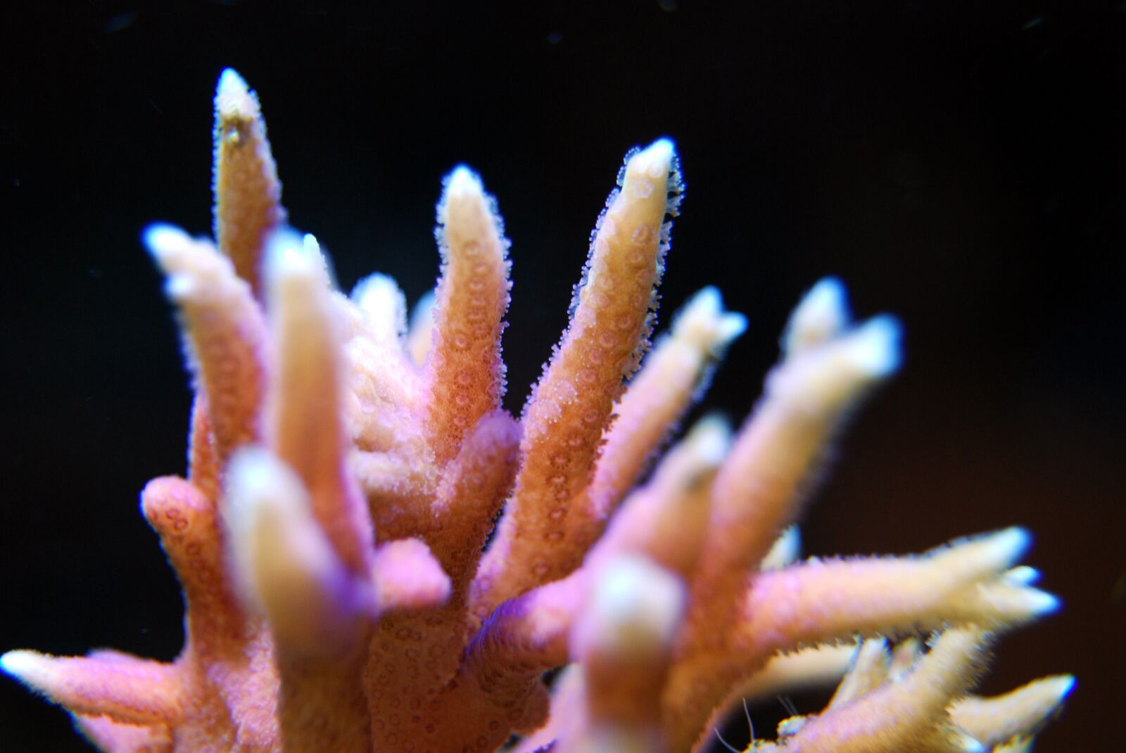Nikon D40X sample photo. Coral, reef, sea photography