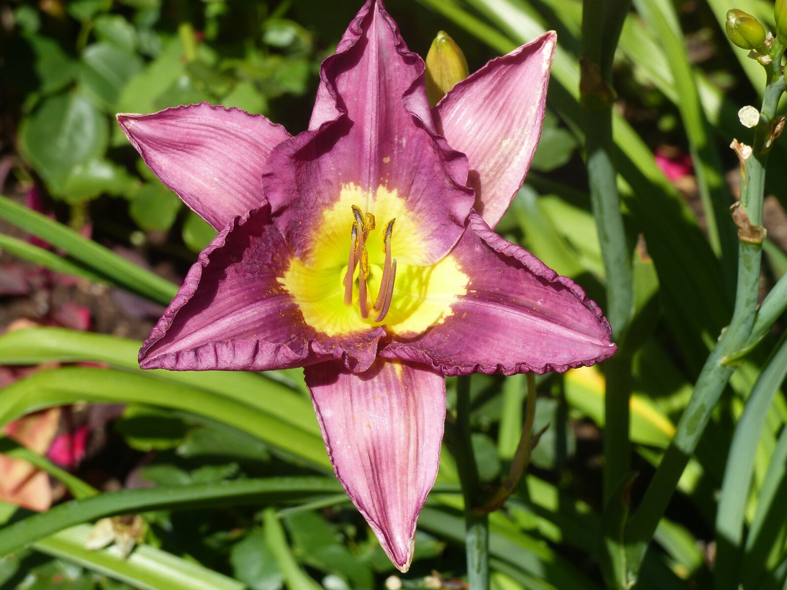 Panasonic Lumix DMC-FZ200 sample photo. Daylily, pink, colors photography