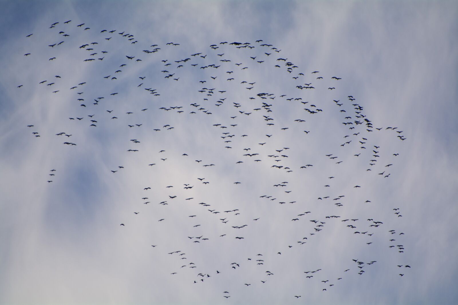 Nikon D7100 sample photo. Migratory birds, migratory bird photography