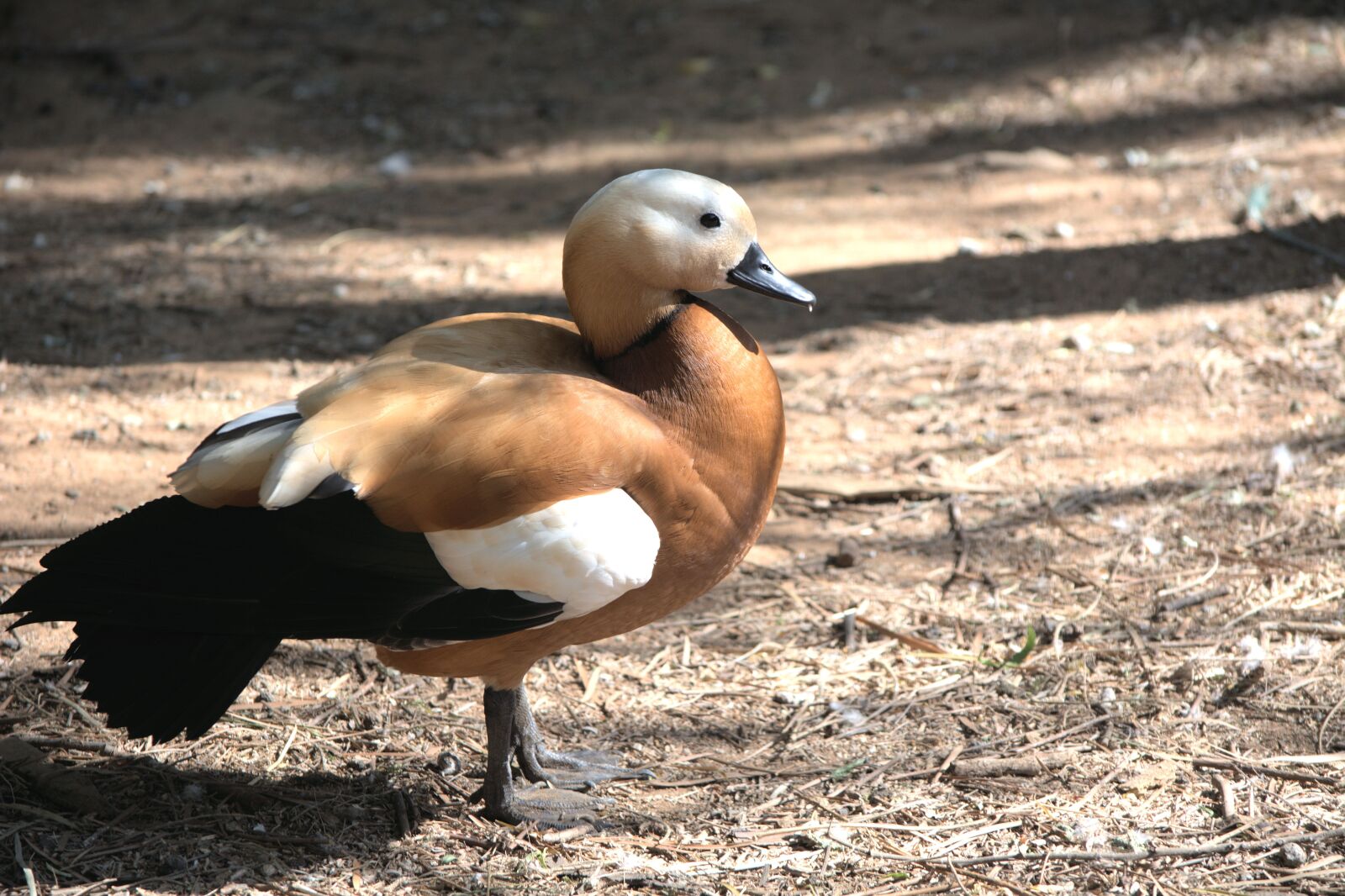 Nikon D5200 sample photo. Duck, water bird, feathered photography