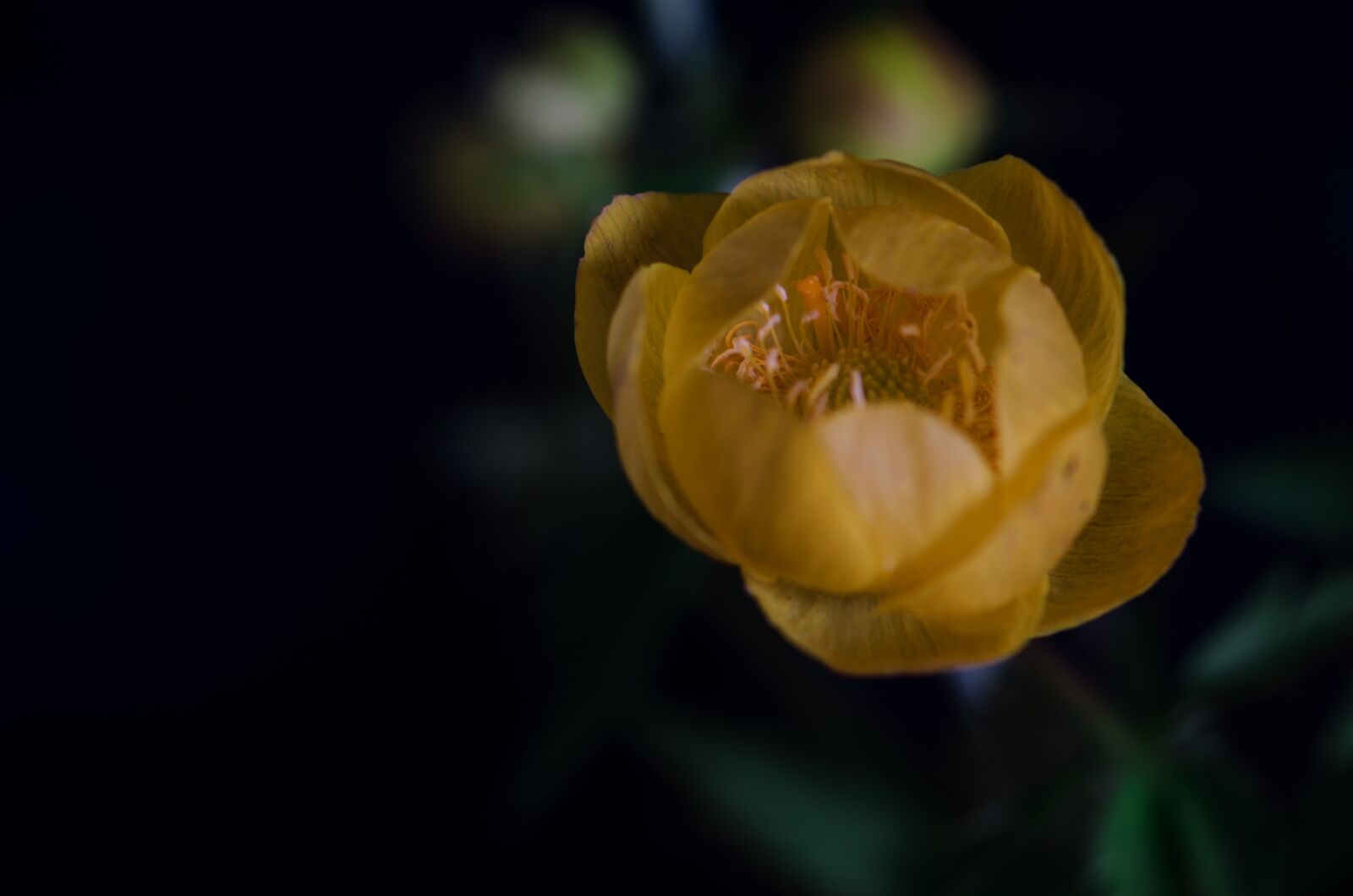 Nikon D5100 sample photo. Nature, field, meadow photography