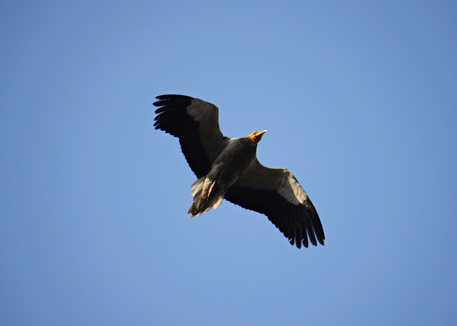 Nikon D3300 sample photo. Bird, flying, nature photography