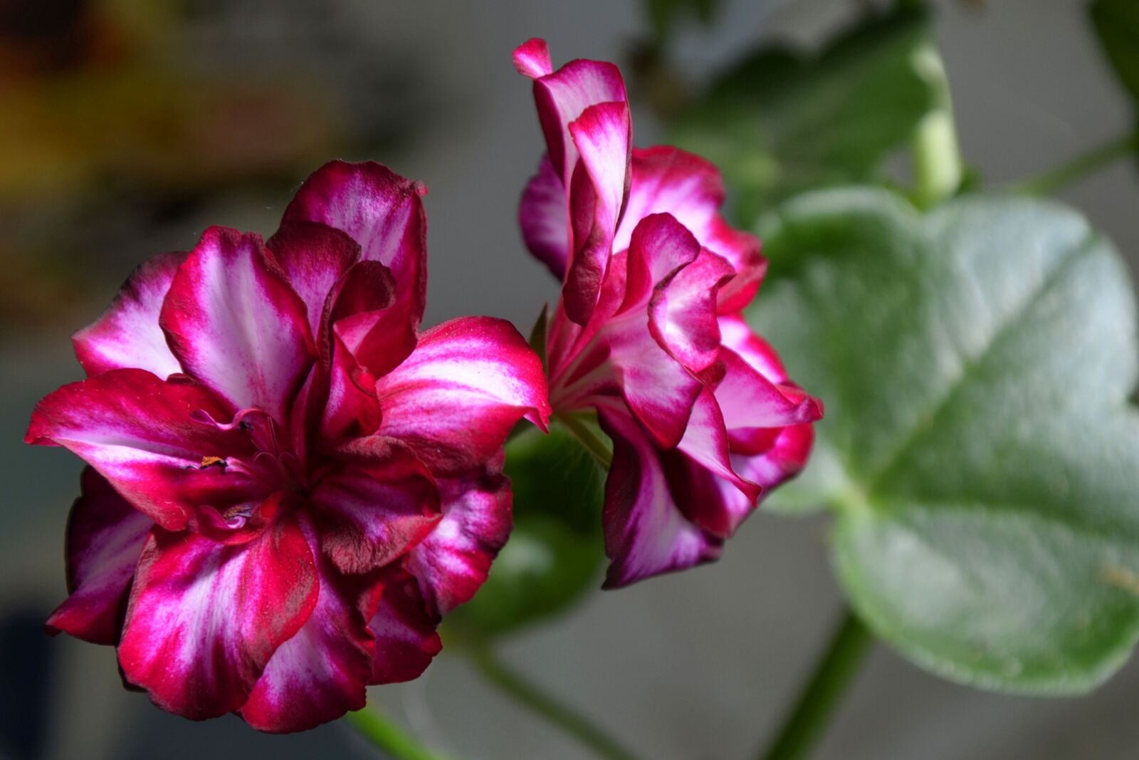Nikon D5100 sample photo. Edelgeranie, geranium, blossom photography