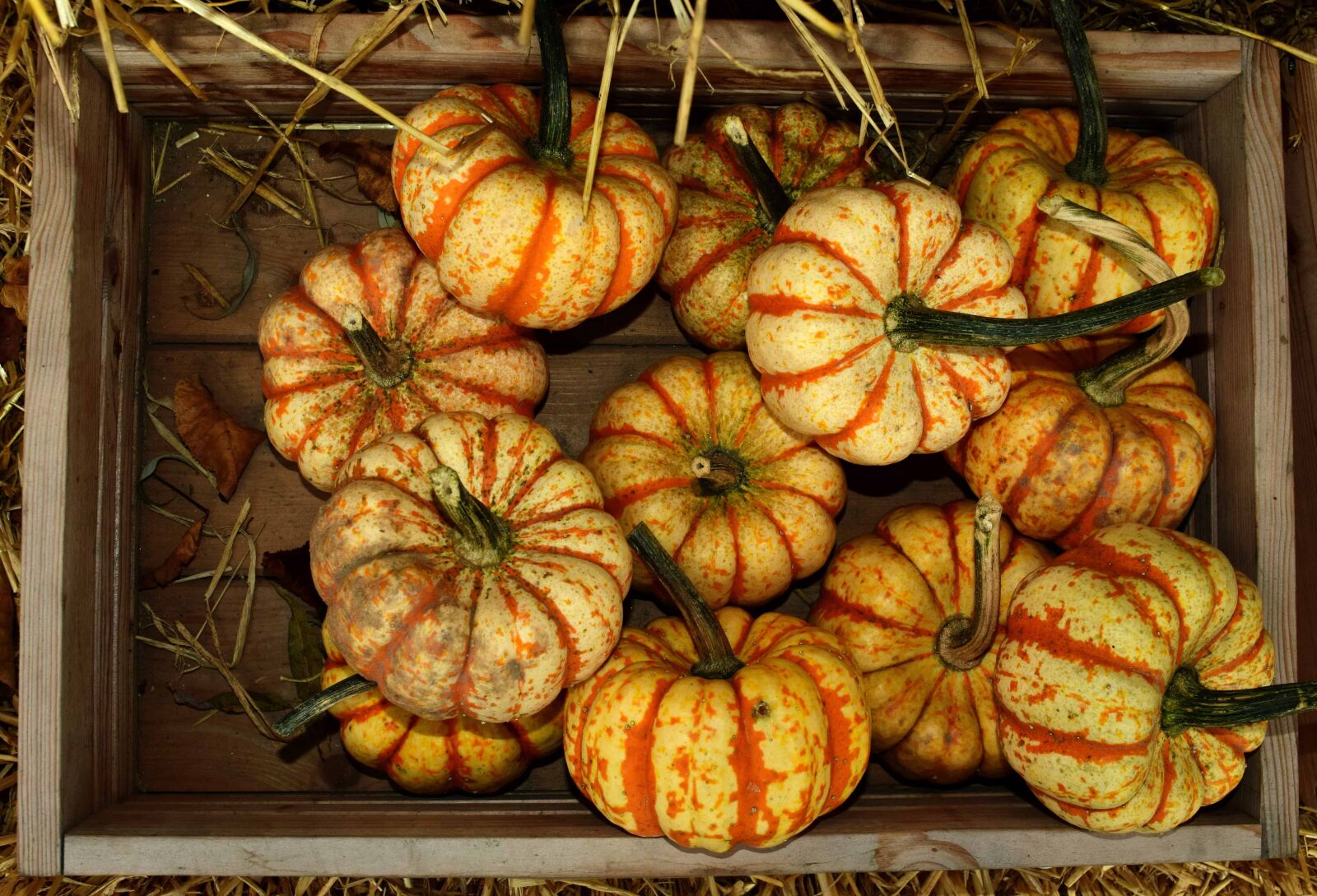 Nikon D3300 sample photo. Market, food, pumpkin, indoor photography