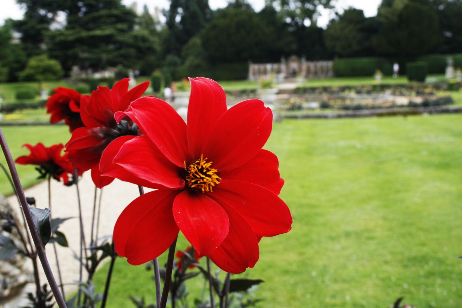 Canon EOS 30D sample photo. Red, flowers, love photography