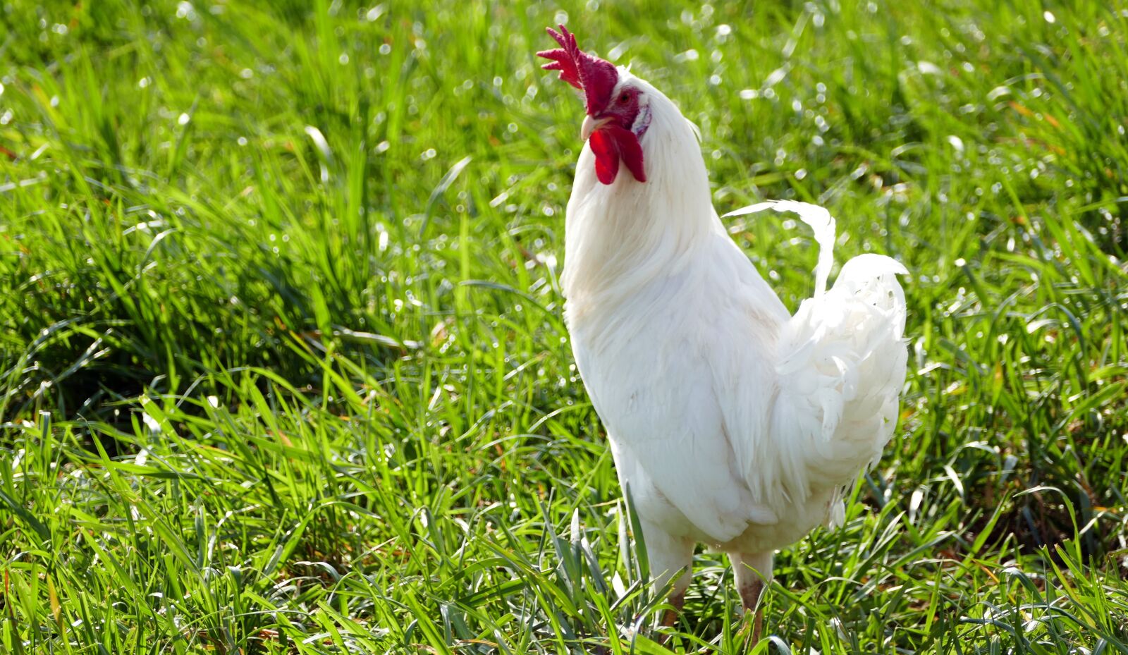 Panasonic Lumix DMC-FZ1000 sample photo. Agriculture, poultry, hahn photography
