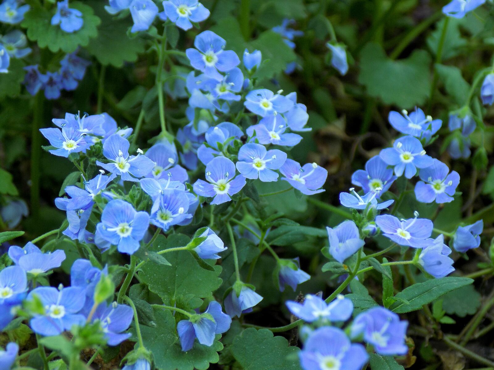 Nikon COOLPIX L330 sample photo. Flowers, blue flowers, flowers photography