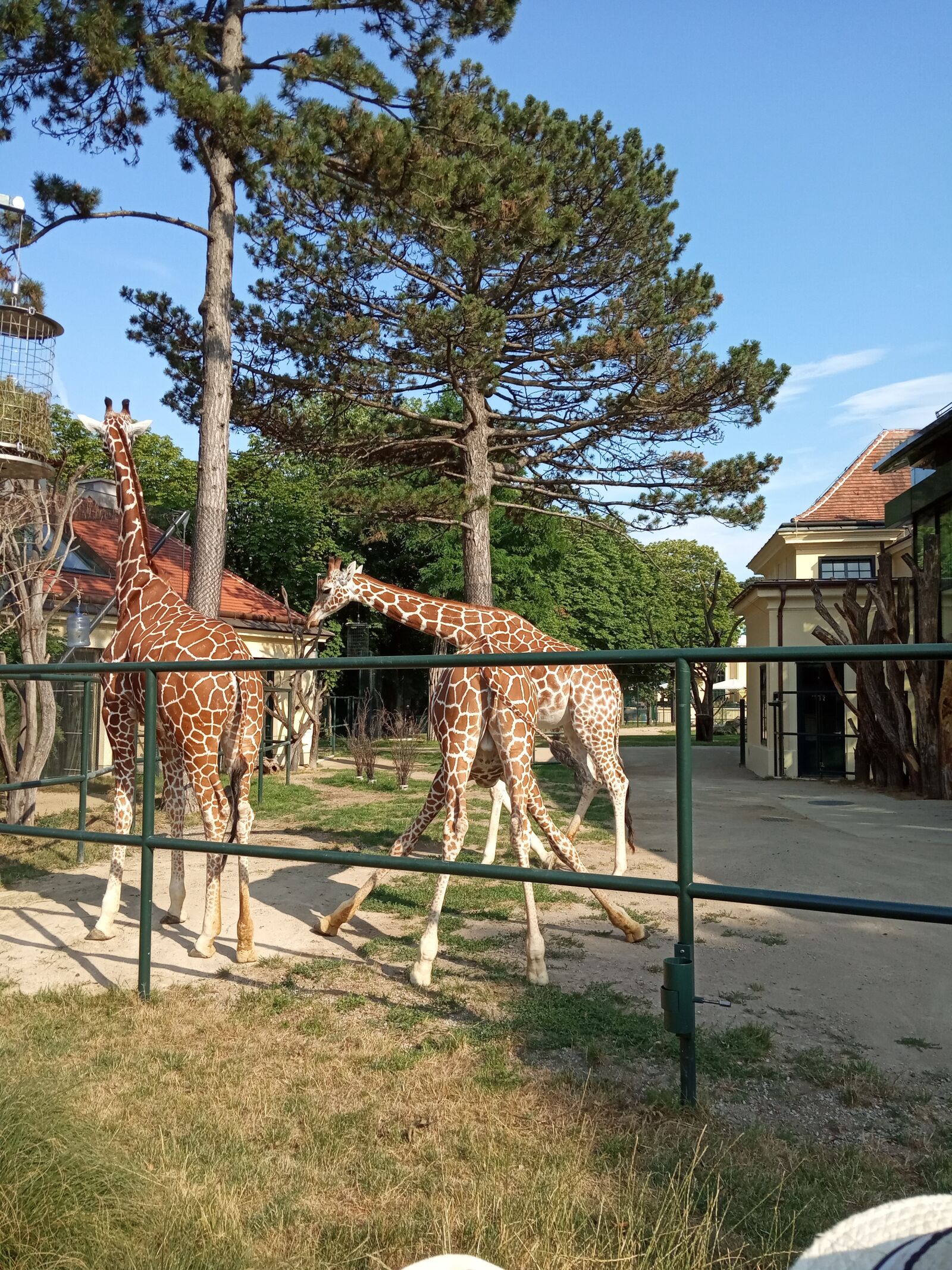 Xiaomi Redmi 6A sample photo. Giraffe, vienna, zoo photography