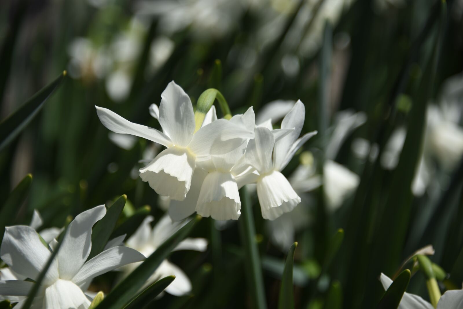 Nikon D750 sample photo. Narcissus, white, flower photography