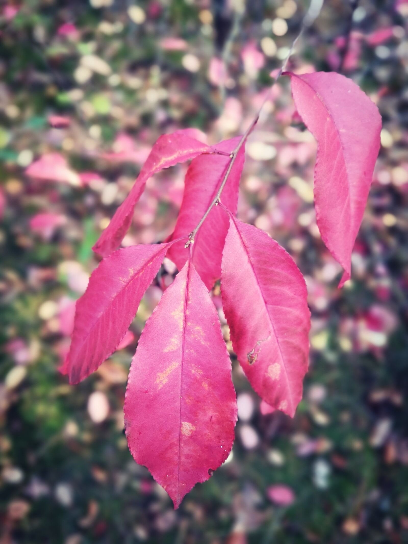HUAWEI P20 sample photo. Leaf, autumn, forest photography