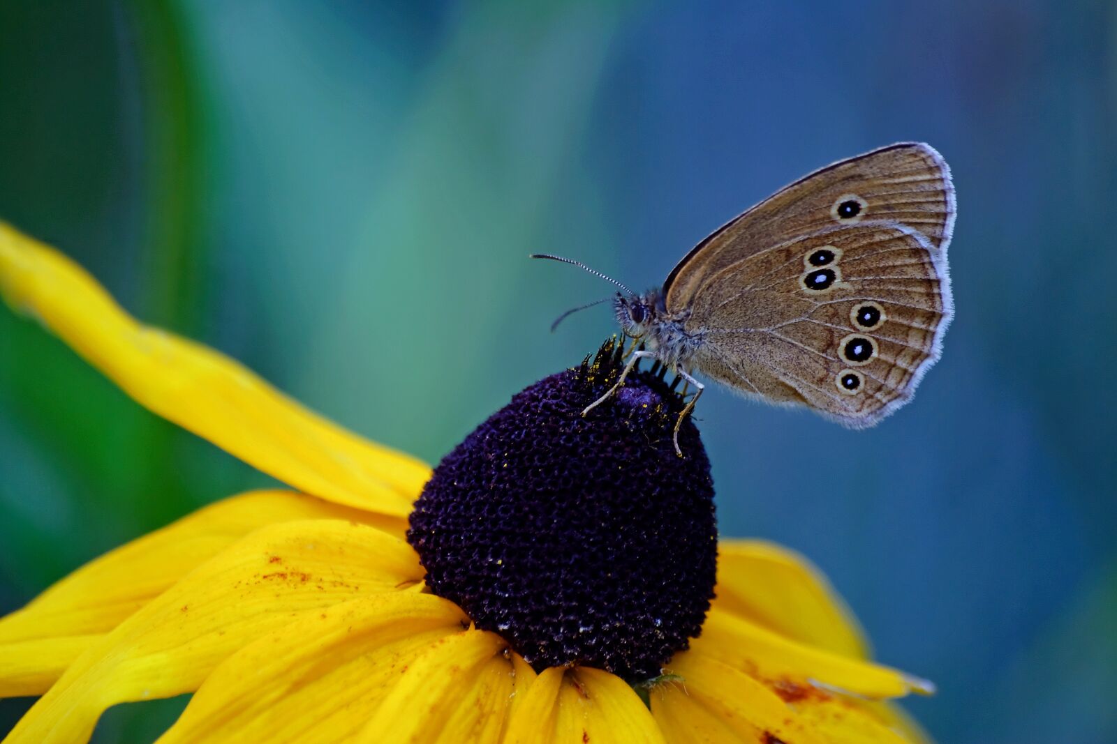 Nikon D80 sample photo. Butterfly day, nature, insect photography