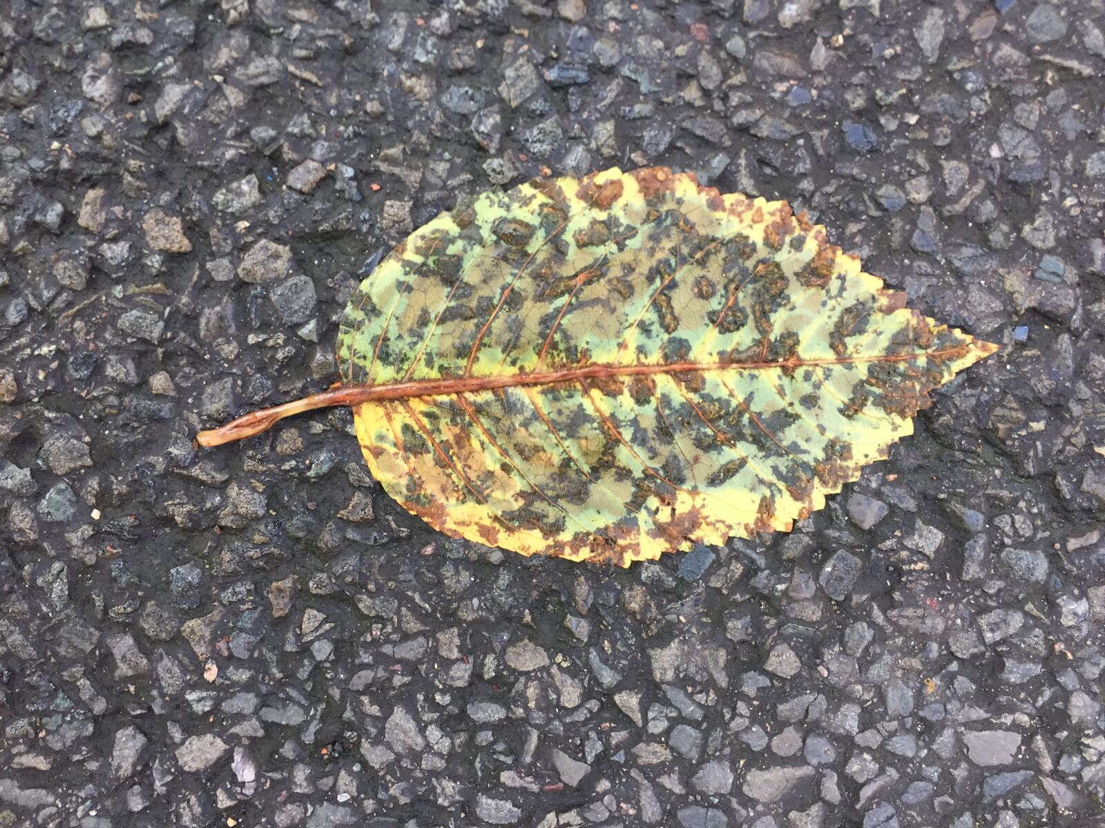iPhone 6 back camera 4.15mm f/2.2 sample photo. Leaf, pavement, pressed photography