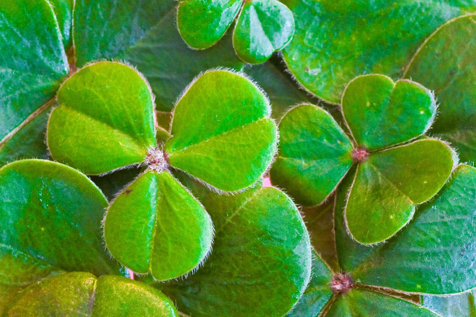 Canon EOS 450D (EOS Rebel XSi / EOS Kiss X2) sample photo. Shamrocks, clover, st patrick's photography