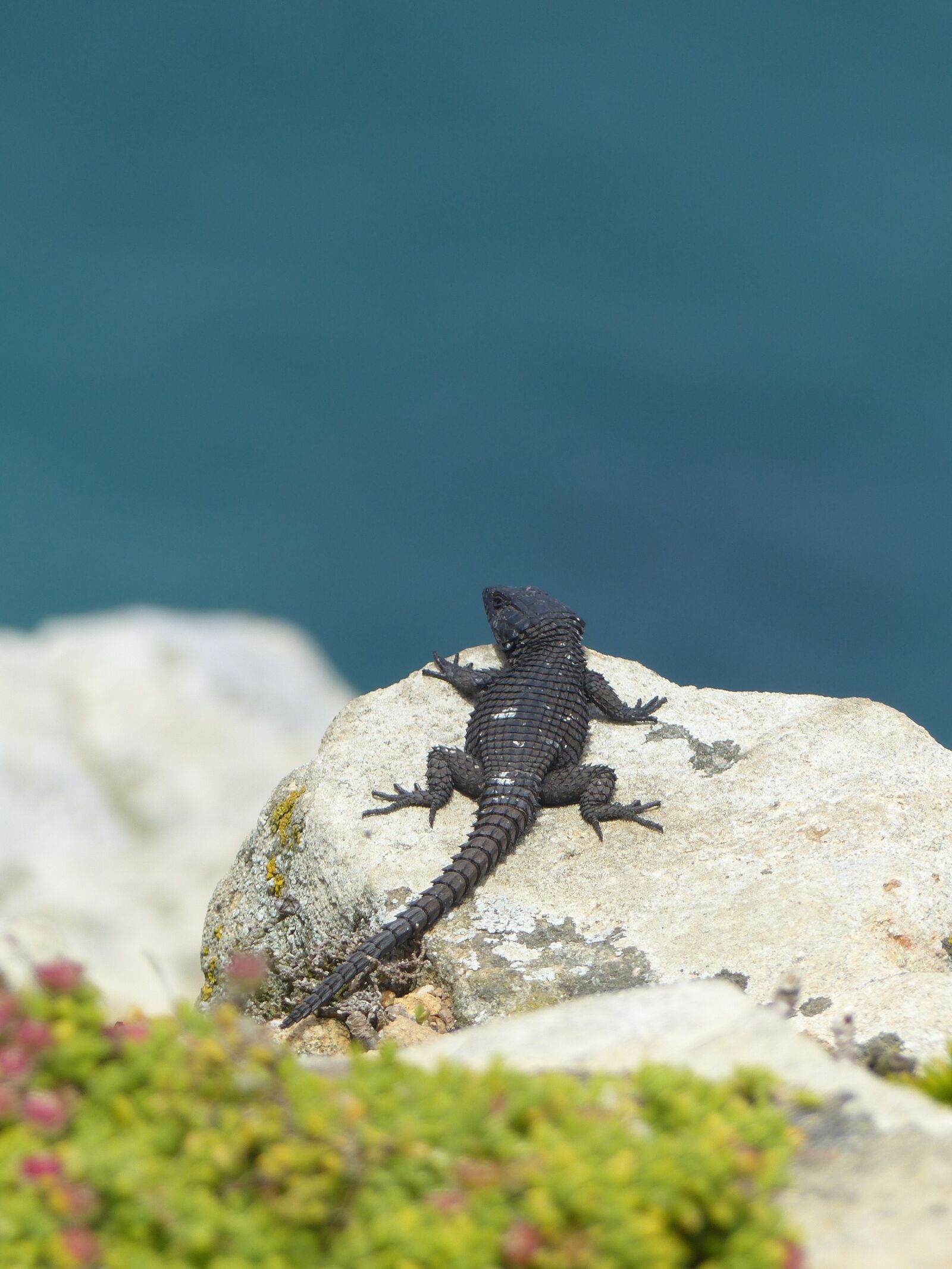 Panasonic Lumix DMC-FZ200 sample photo. Rock, lizard, reptile photography