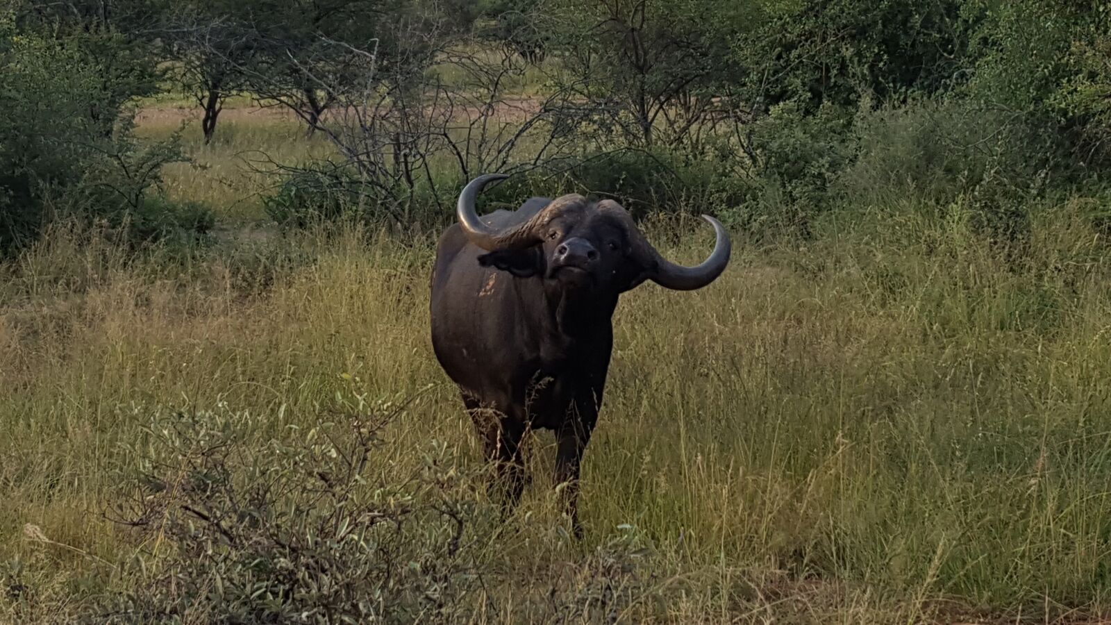 Samsung Galaxy S6 sample photo. Buffalo, bush, nature photography