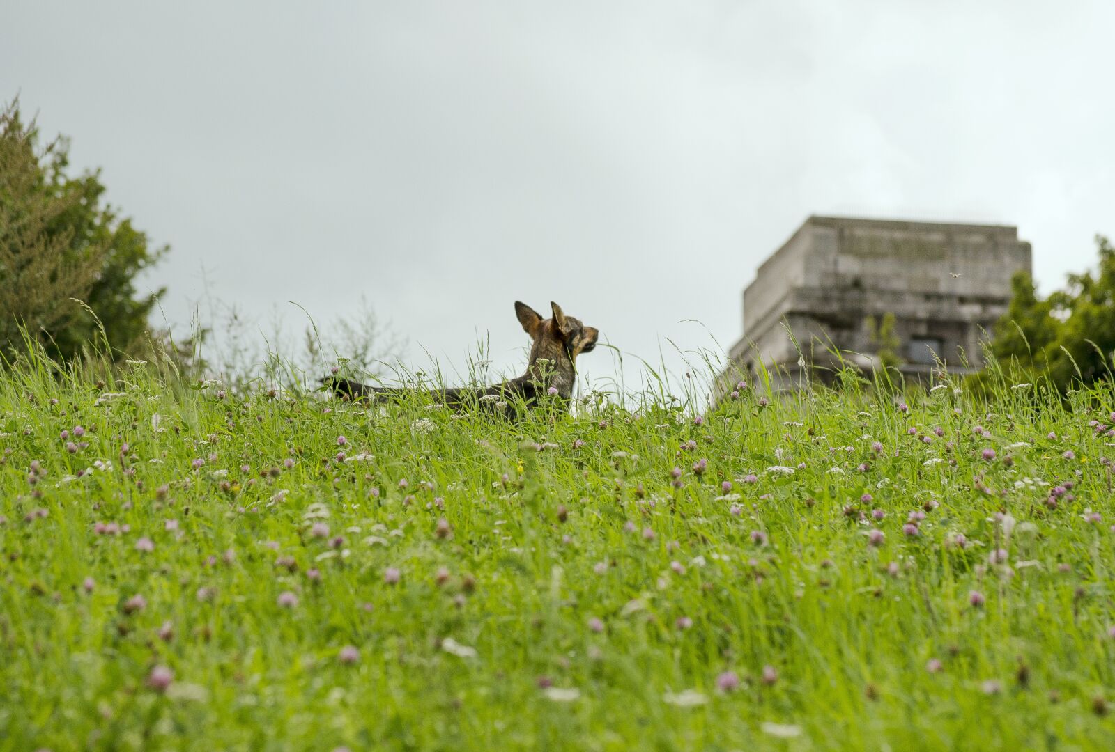 Nikon D5100 sample photo. Dog, meadow, out photography
