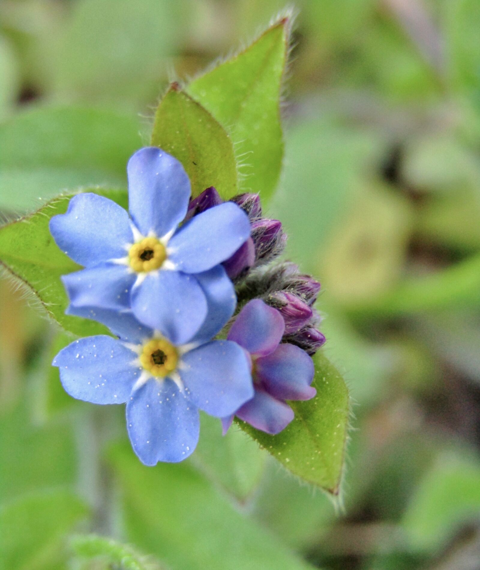 Canon POWERSHOT SX432 IS sample photo. Forget me not, violet photography