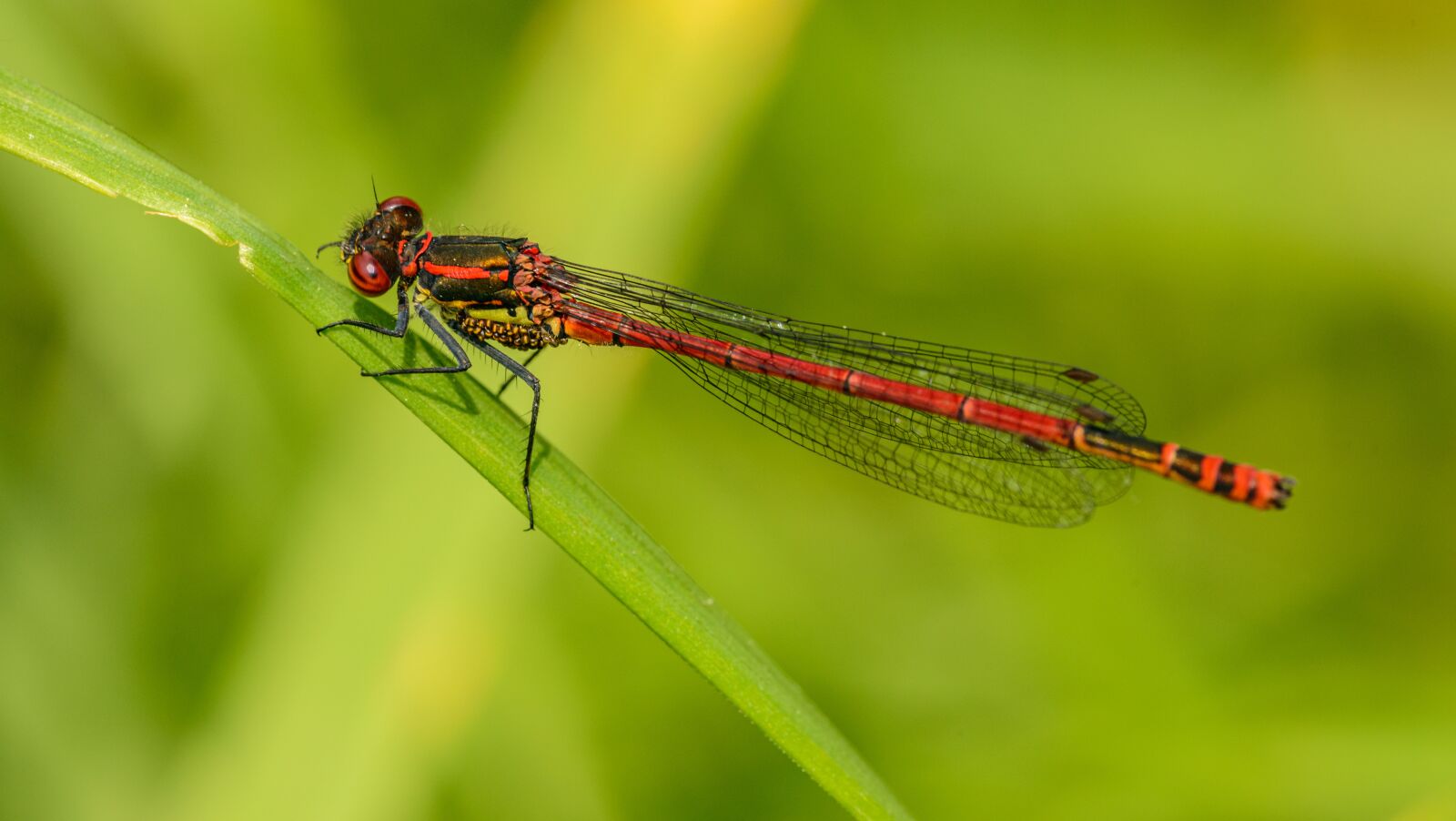 Nikon D800E sample photo. šidélko, dragonfly, insect photography