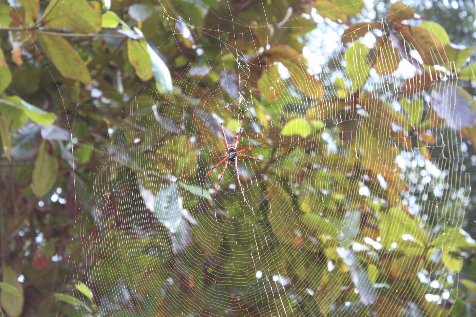 Canon EOS 500D (EOS Rebel T1i / EOS Kiss X3) sample photo. Spider, asia, cobweb photography