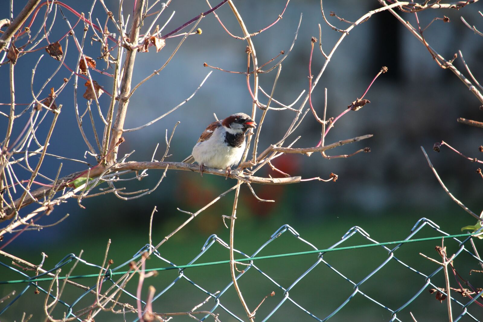 Canon EF-S 55-250mm F4-5.6 IS STM sample photo. Bird, branch, nature photography