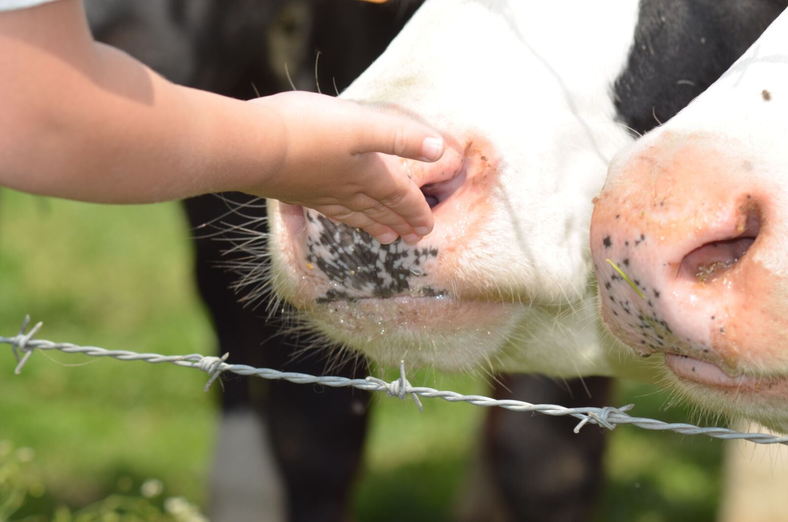 Nikon D5100 sample photo. Nostril, cow, agriculture photography