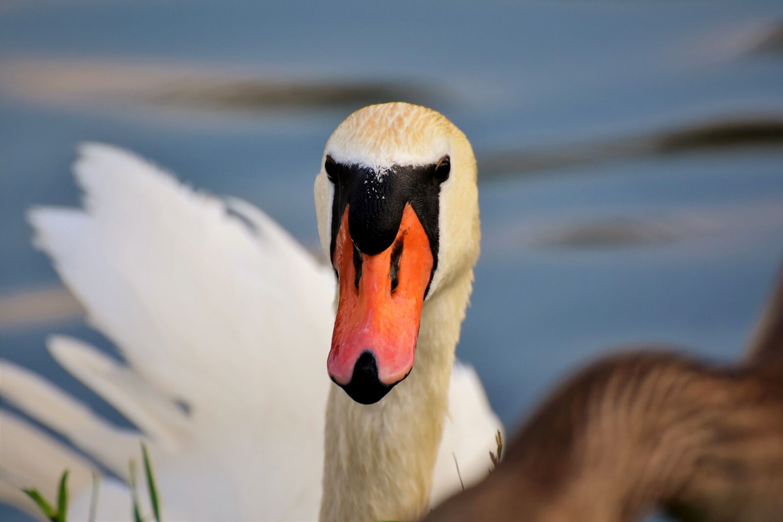 Nikon D7200 sample photo. Swan, water bird, bird photography