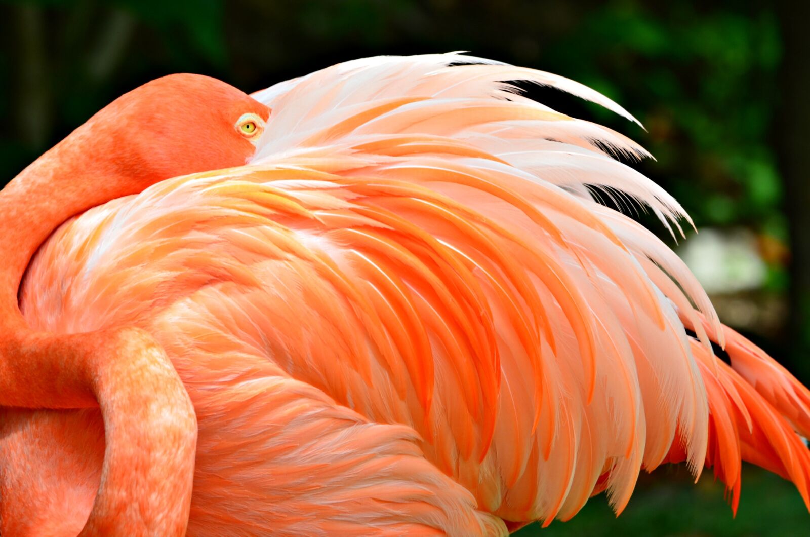 Nikon D5100 sample photo. Flamingo, close up, nature photography