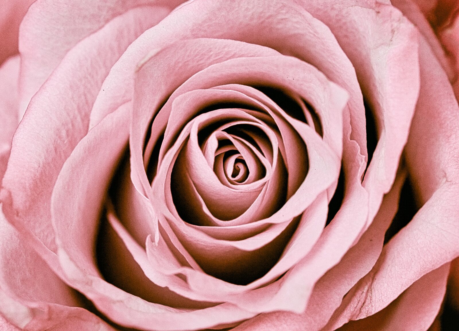Canon EOS 200D (EOS Rebel SL2 / EOS Kiss X9) sample photo. Rose, blossom, bloom photography