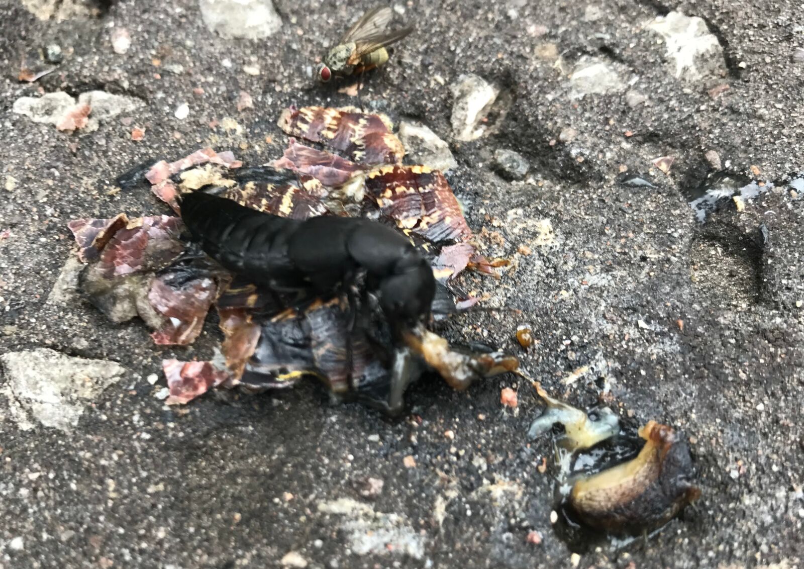 iPhone 7 back camera 3.99mm f/1.8 sample photo. Devil's coach horse beetle photography