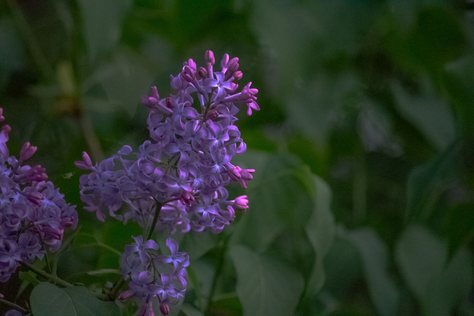Canon EF-S 55-250mm F4-5.6 IS STM sample photo. Lilac, purple, violet photography