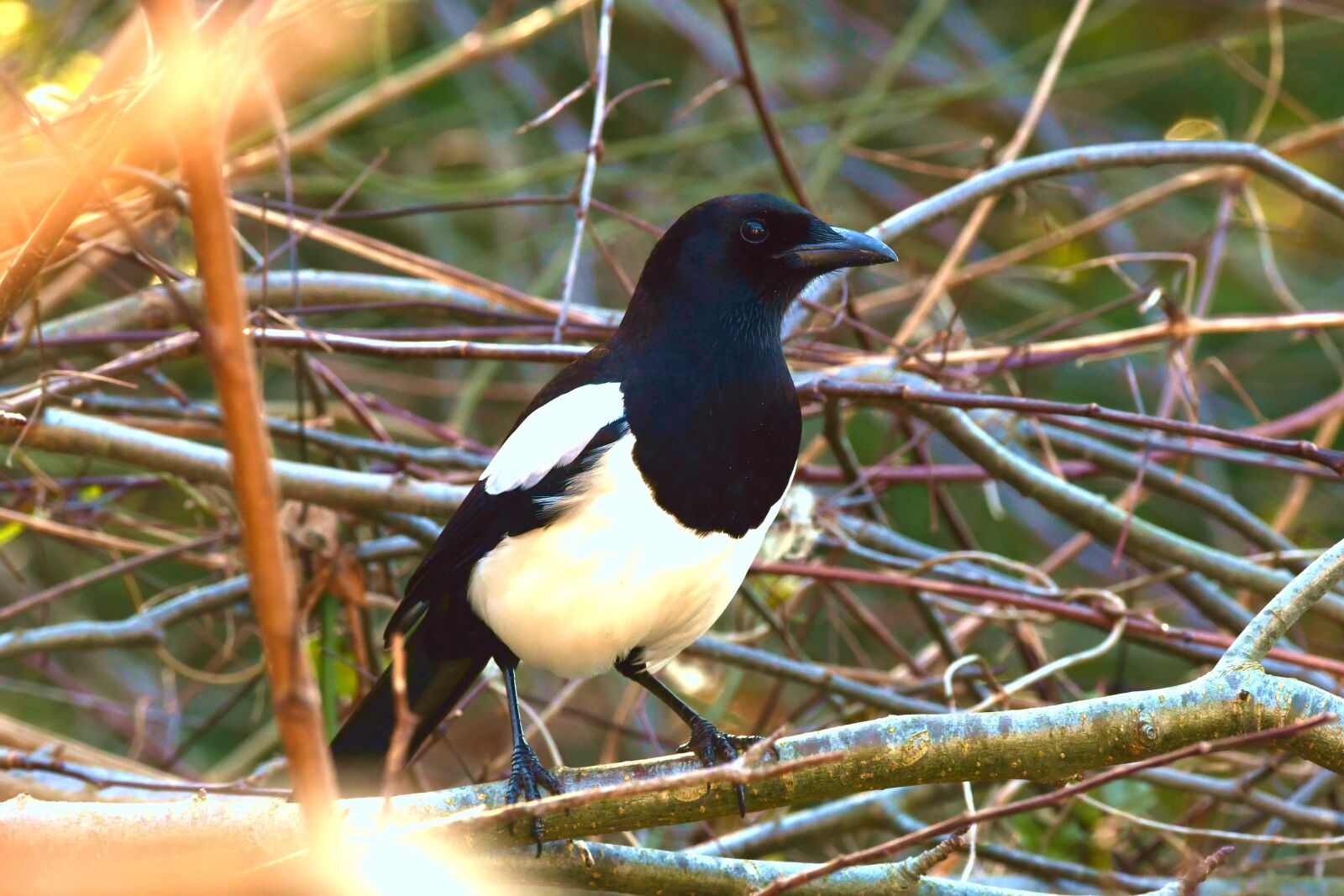 Nikon D7500 sample photo. Magpie, forest, bird photography