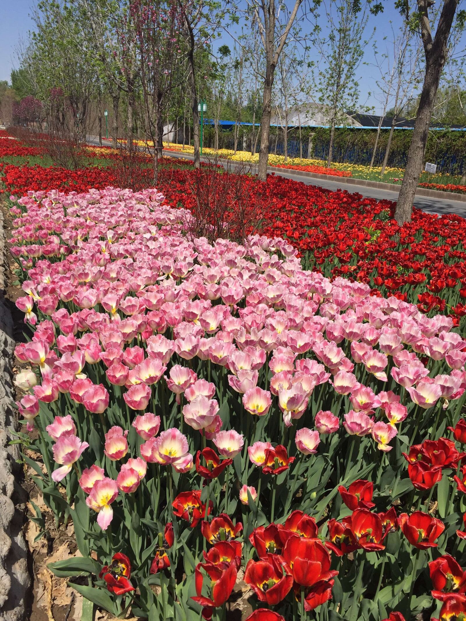 Apple iPhone 6 sample photo. Tulip, flowers, pink photography