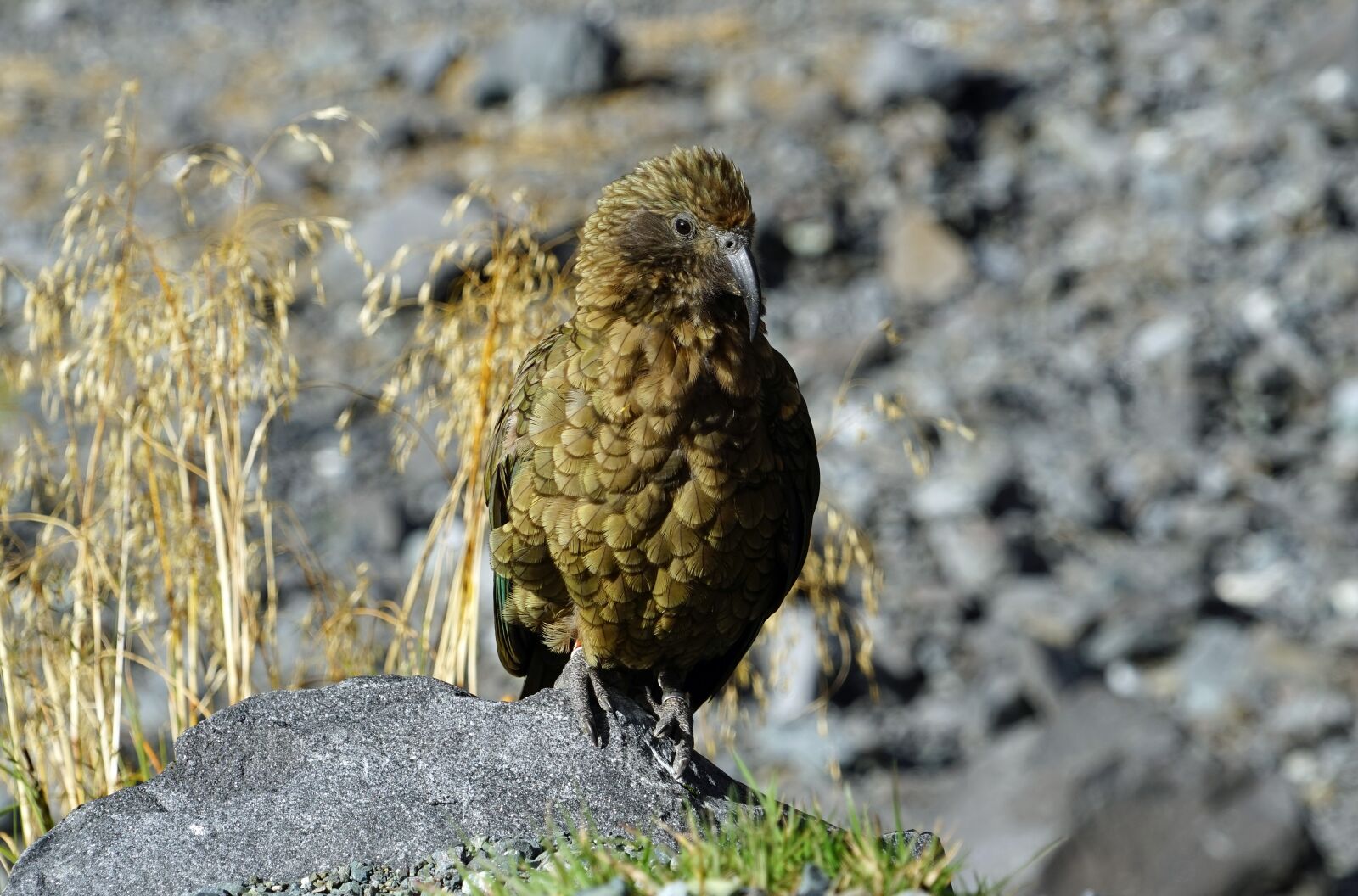 Sony a7 + Sony FE 24-240mm F3.5-6.3 OSS sample photo. Kea, mountain parrot, new photography