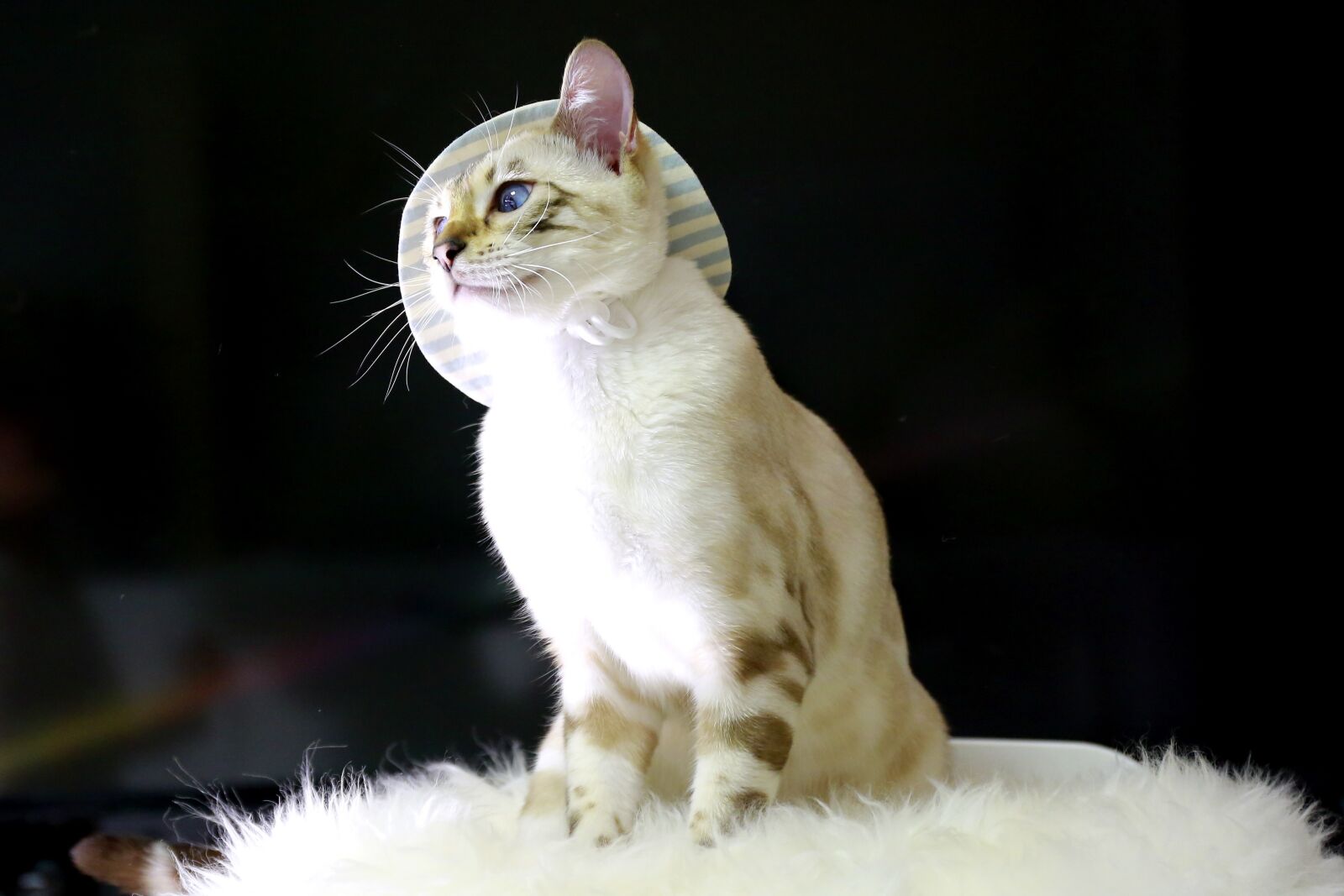 Canon EOS 5D Mark III sample photo. Cat, bengal cat, baby photography
