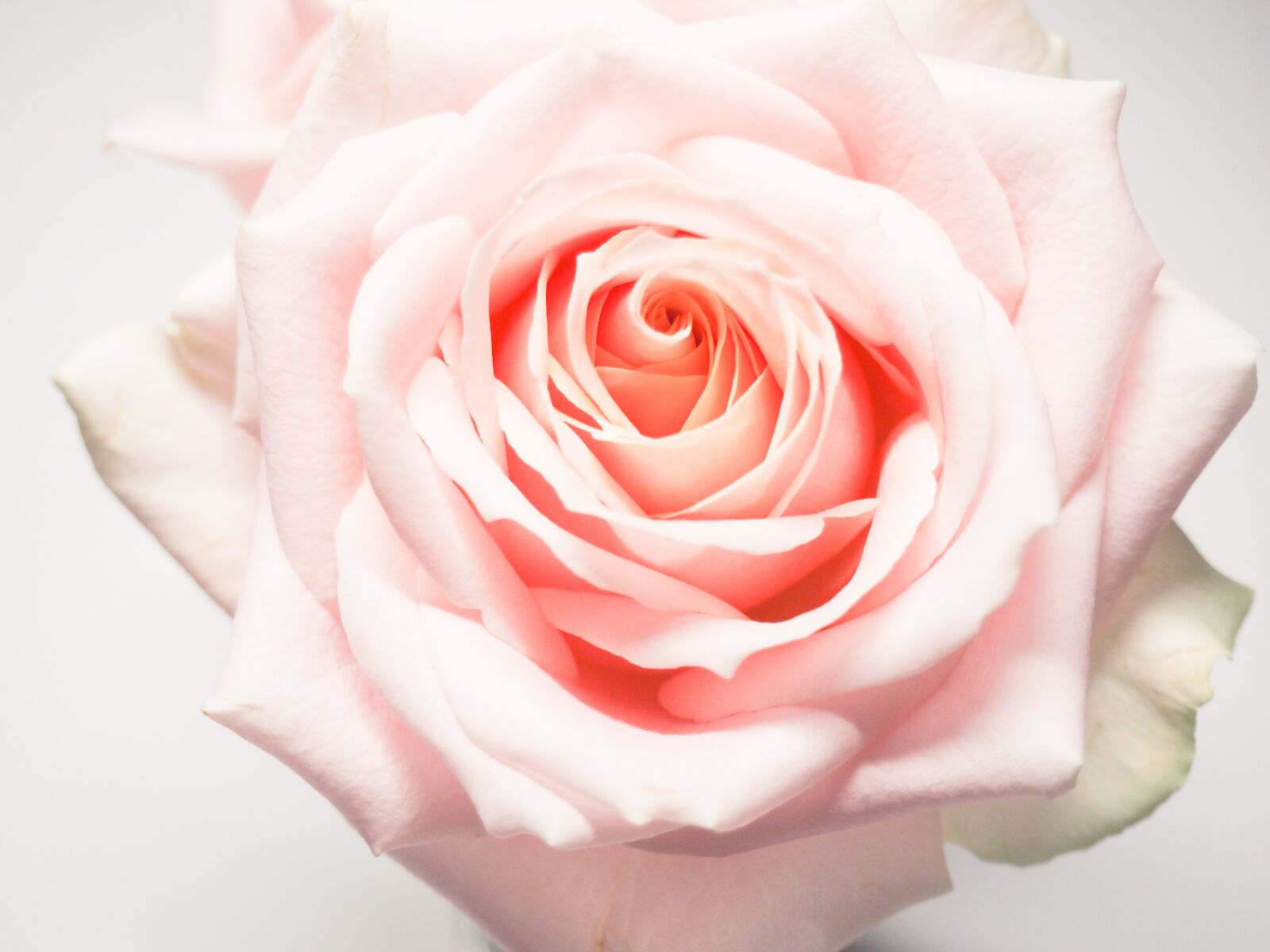 Olympus OM-D E-M10 II sample photo. Rose, flower, petal photography