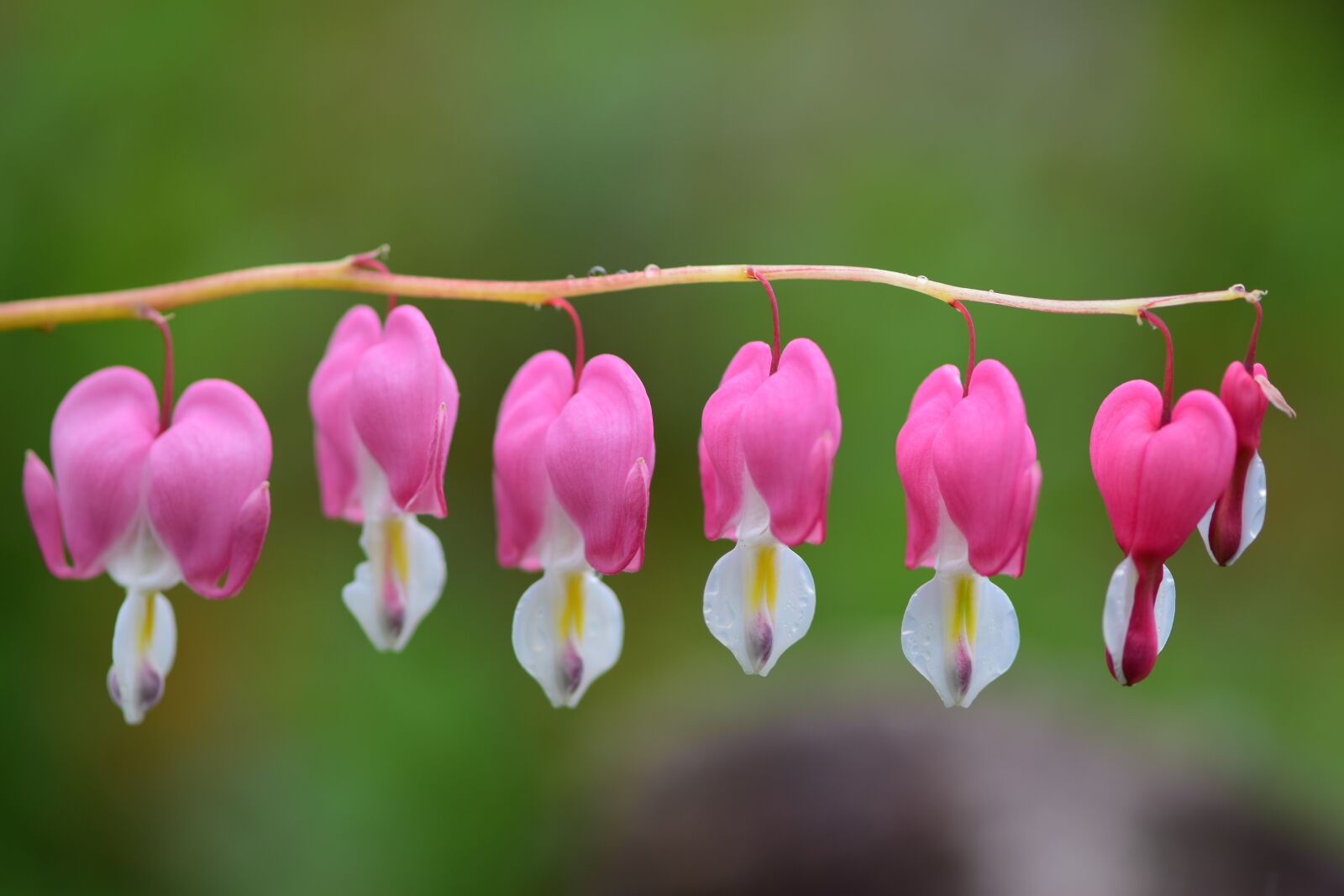 Nikon D5300 sample photo. Bleeding heart, flowers, spring photography