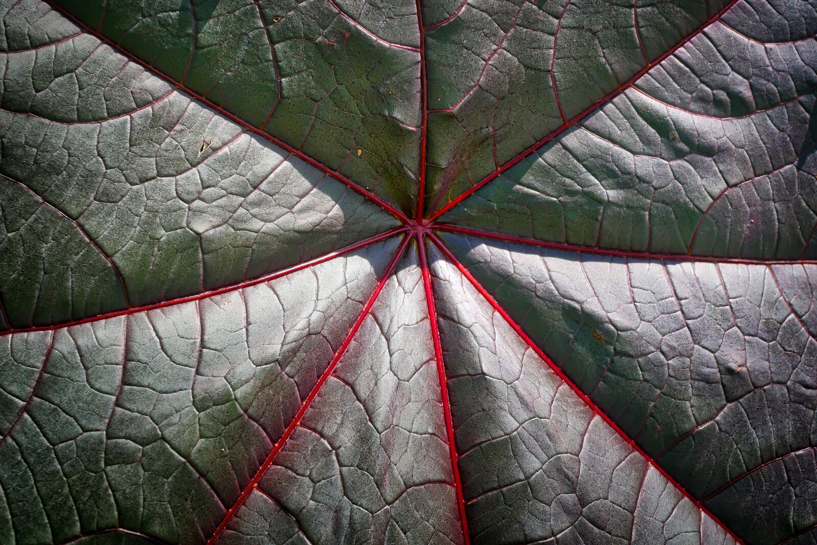 Panasonic Lumix DMC-GX8 sample photo. Leaf, plant, background photography