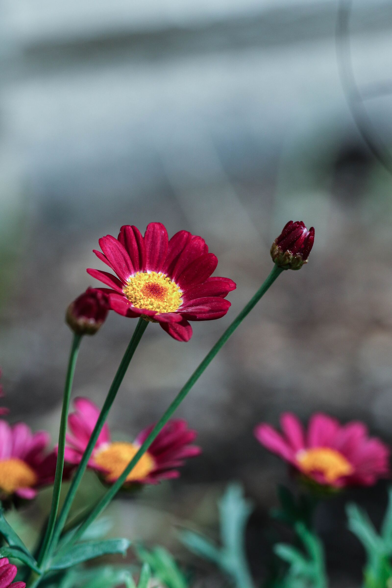 Canon EOS 7D Mark II sample photo. Flower, pink, color photography