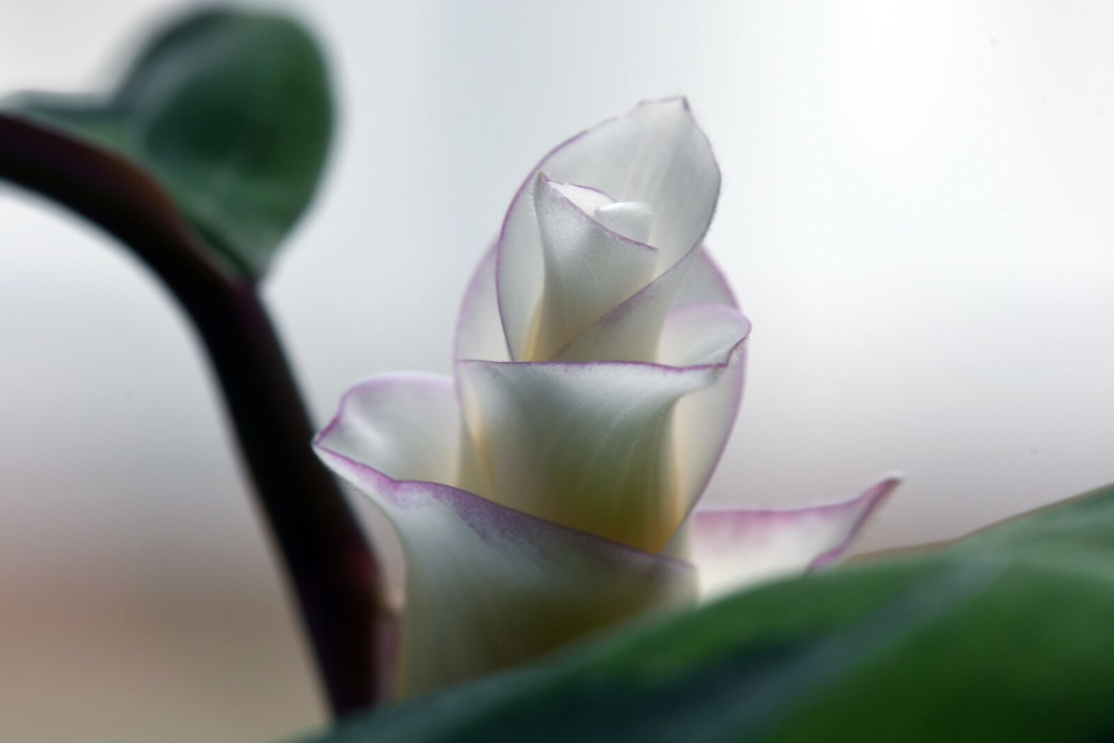 Nikon D500 sample photo. Calathea, basket marante, basket photography