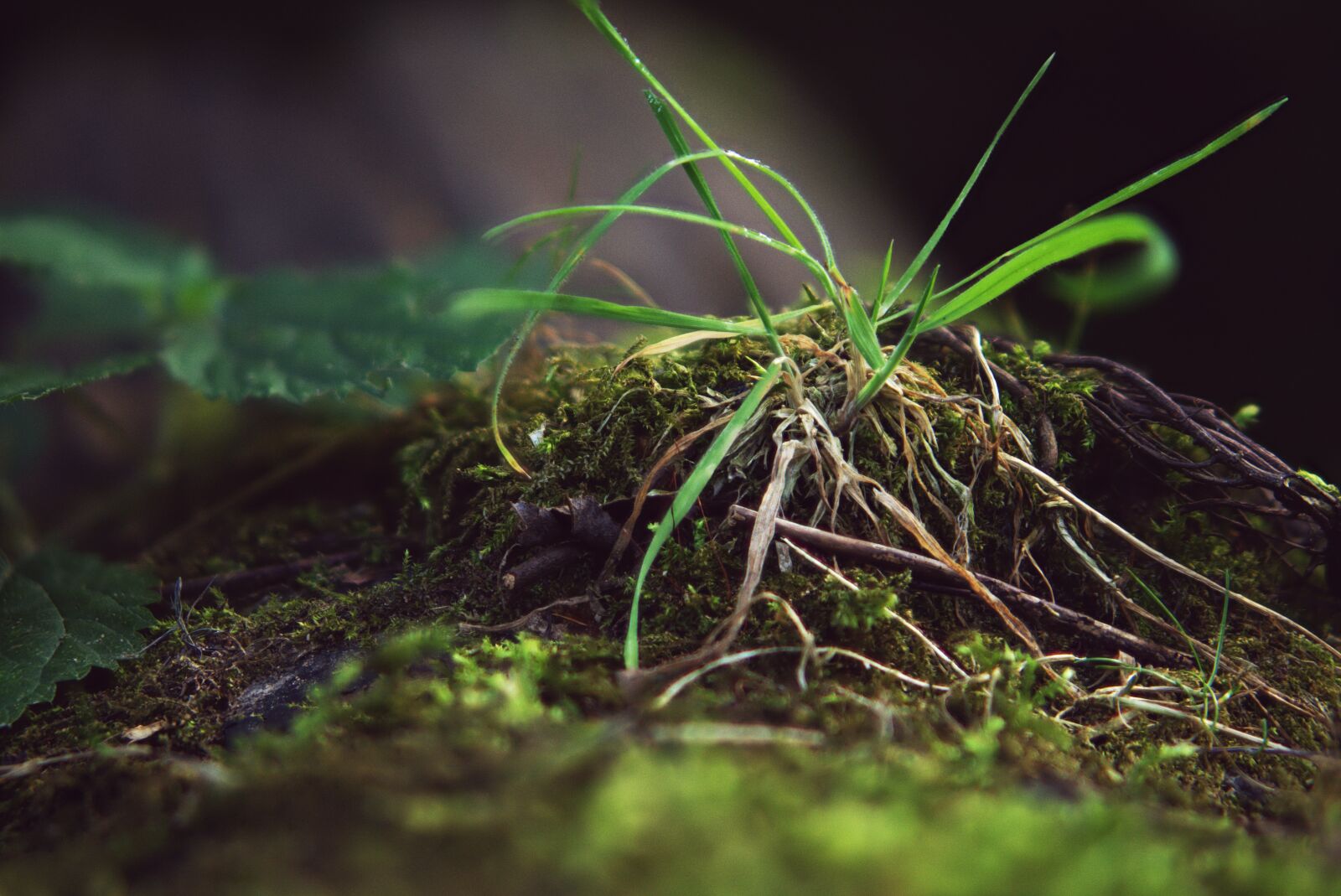 Sony a6000 sample photo. Focus combination, grass, macro photography