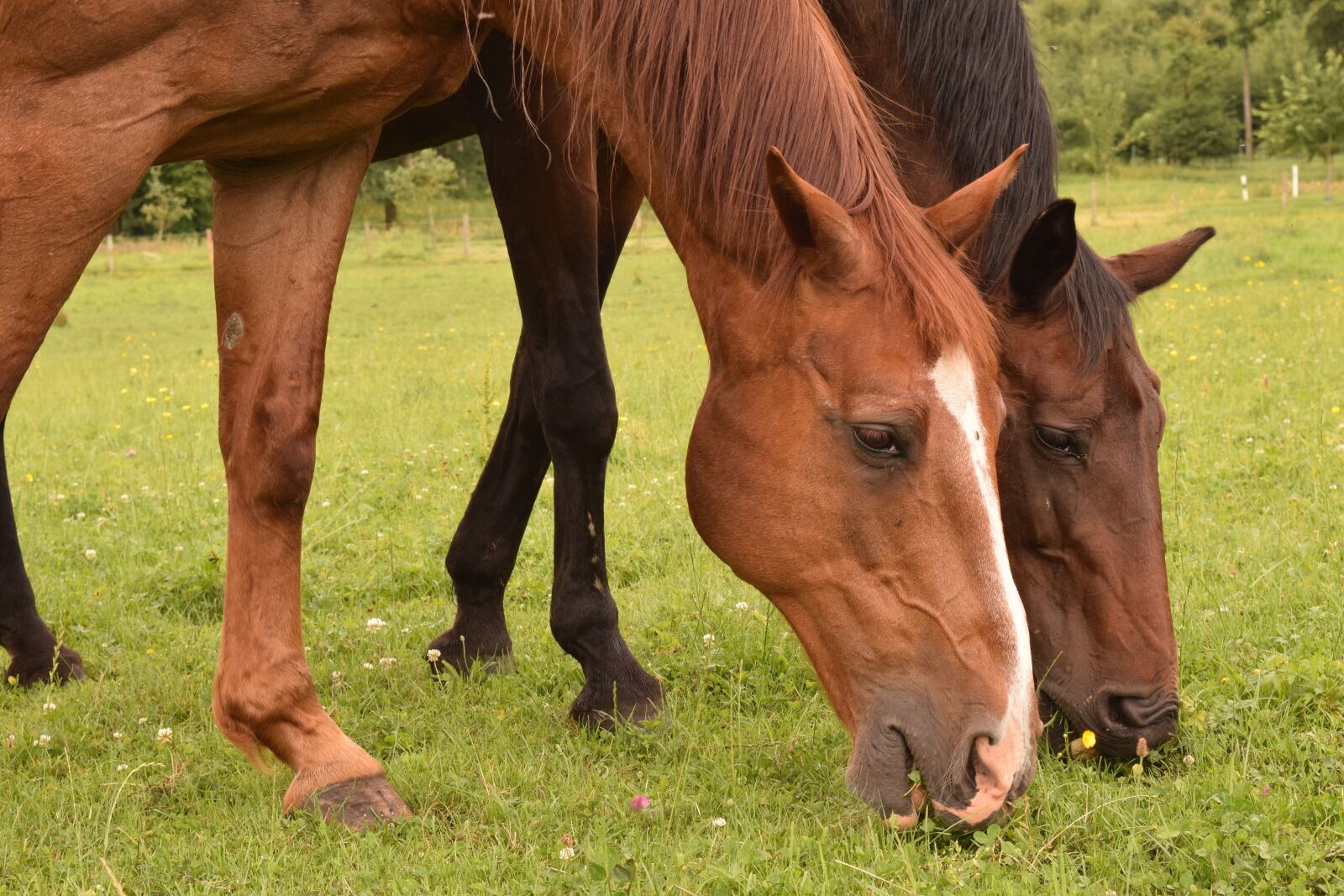Nikon D3300 sample photo. Horses, stallions, brown photography