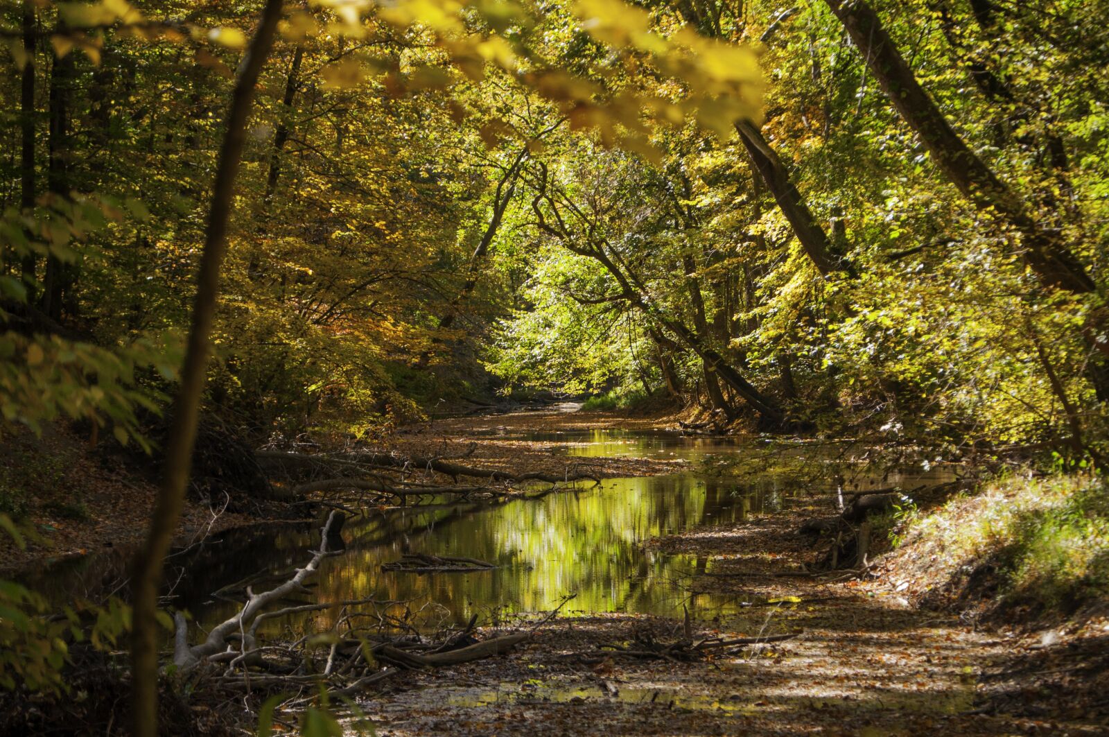 Nikon D5000 sample photo. Trees, stream, water photography