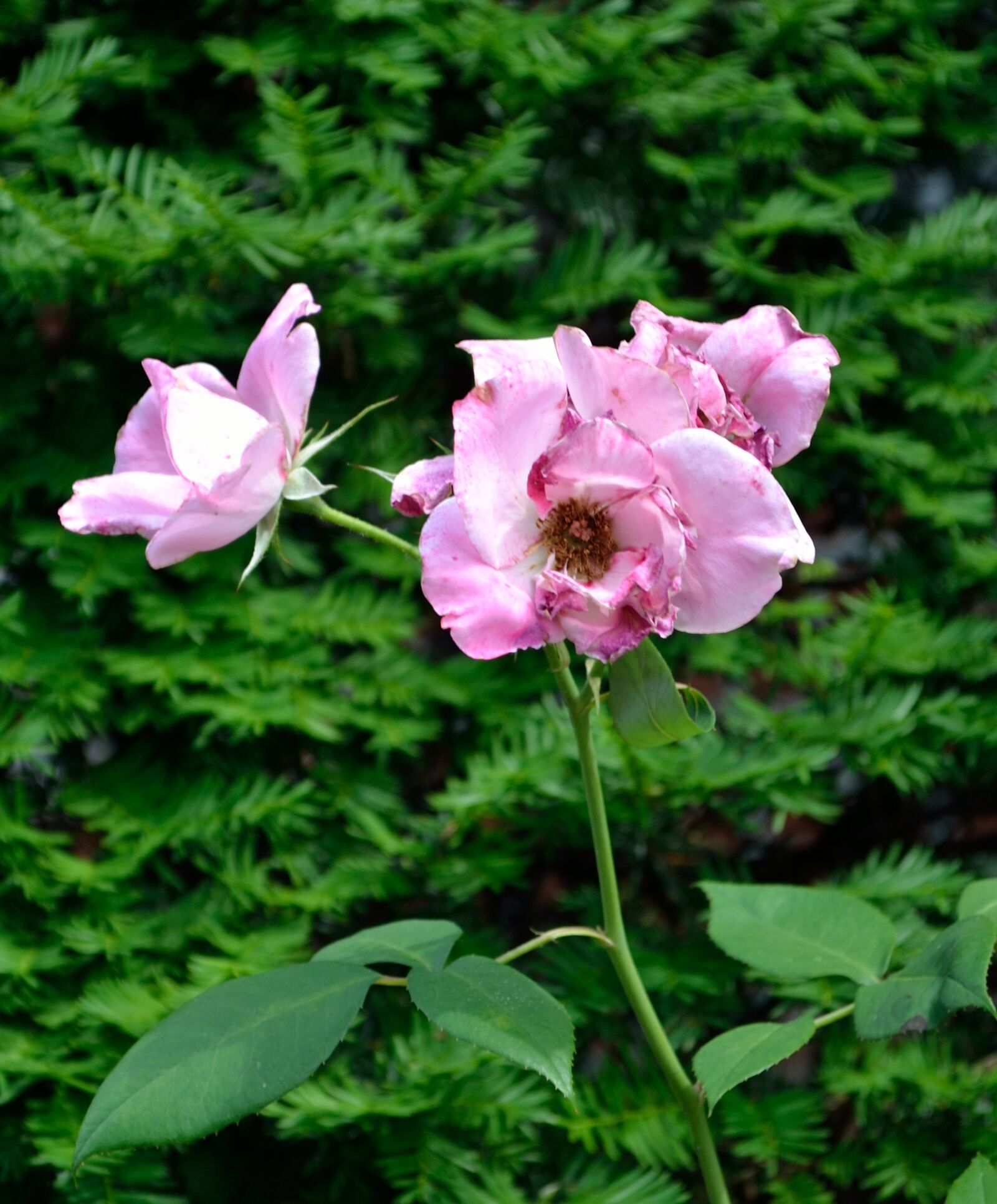 Nikon D3100 sample photo. Garden, leaves, flower photography