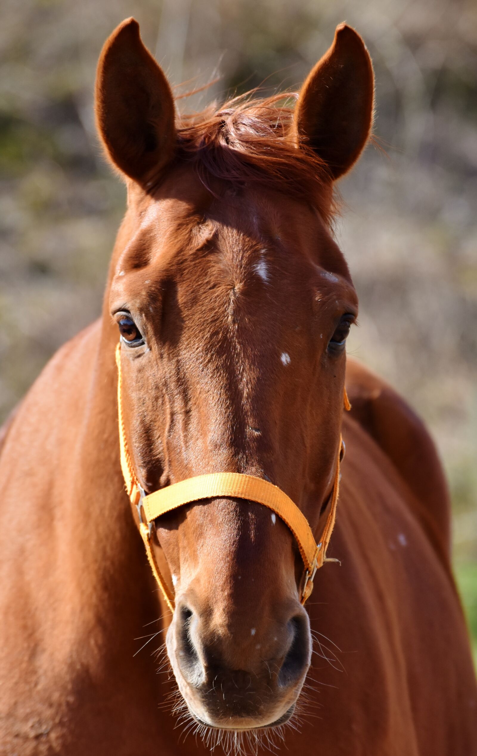 Nikon D7200 sample photo. Horse, horse head, mold photography