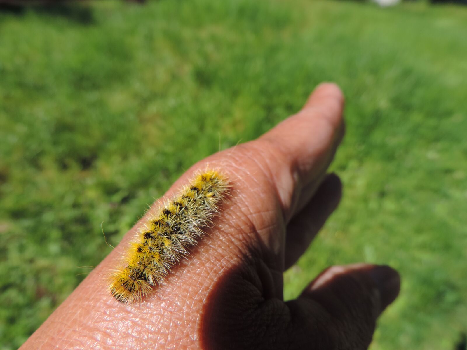 Nikon Coolpix P520 sample photo. Butterfly larvae, hand, insect photography